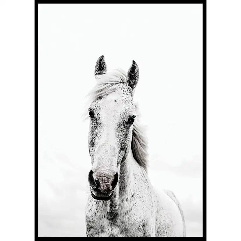 Poster Gallerix White Horse Up Close