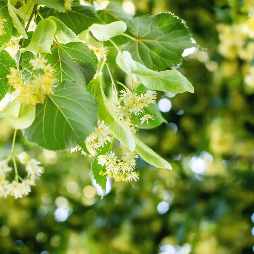 Prydnadsträd Skogslind Omnia Garden Tilia Cordata 150-200 cm