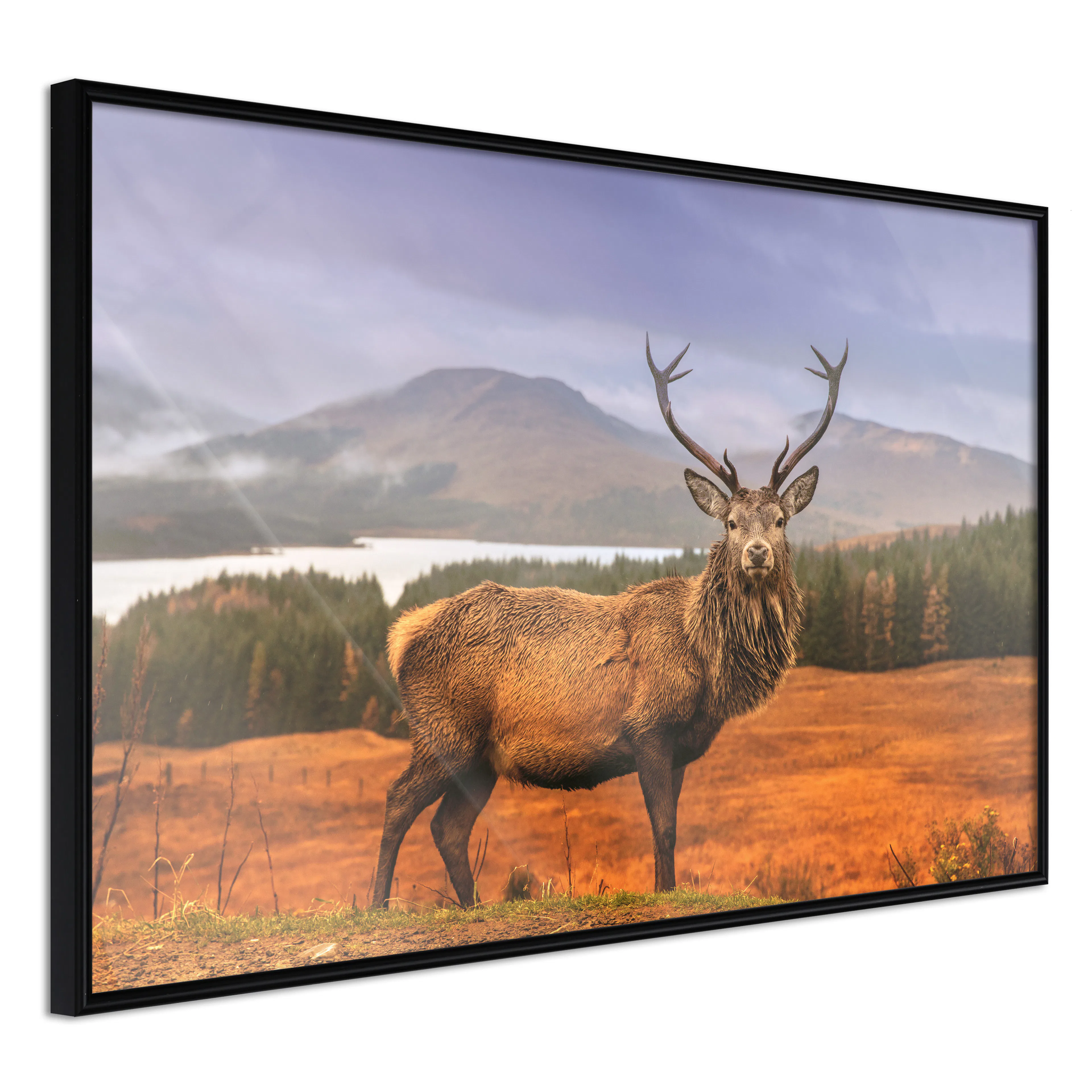 Affisch - Scottish Stag [Poster] 60x40 Svart ram, 60x40 cm