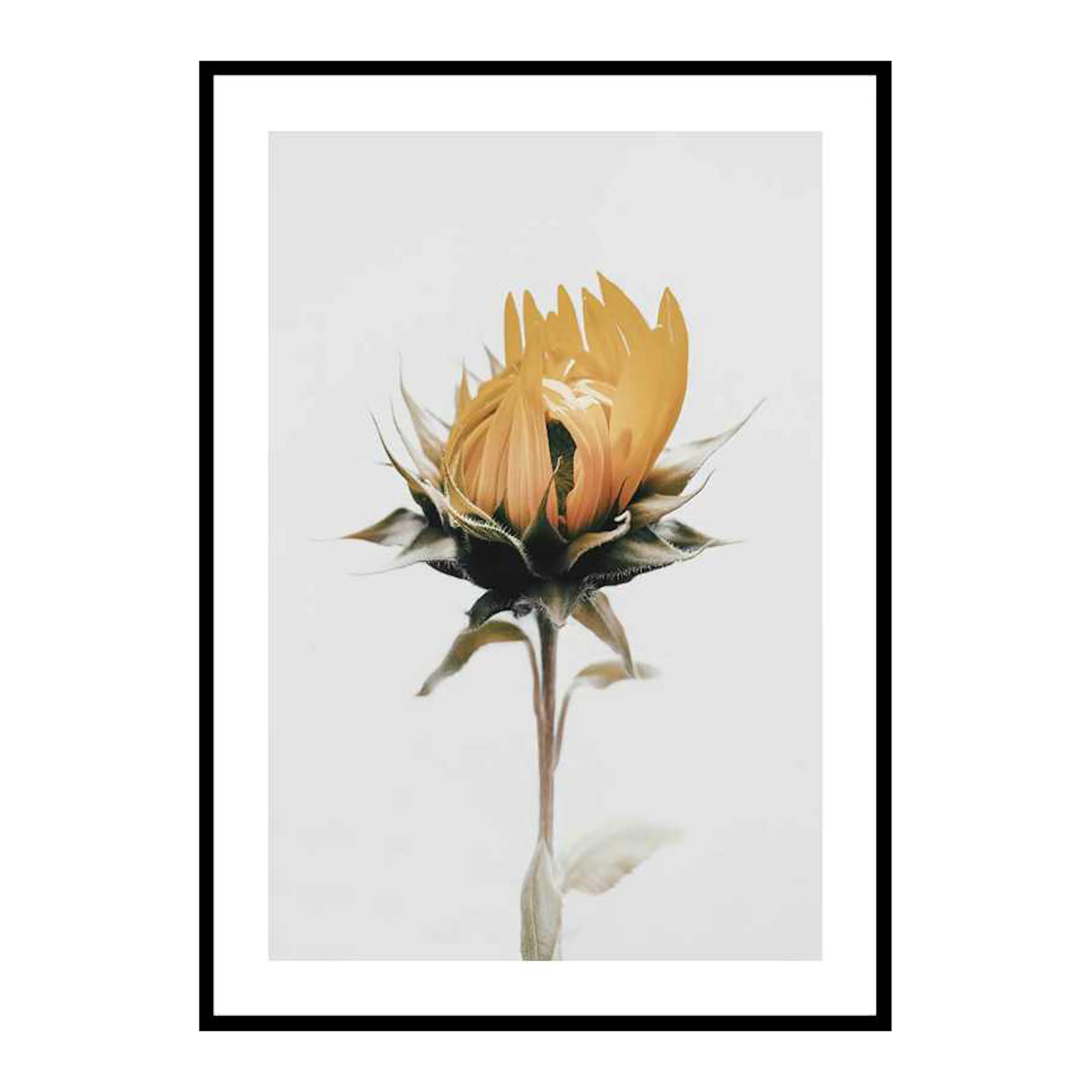 Yellow Sunflower 50x70 cm