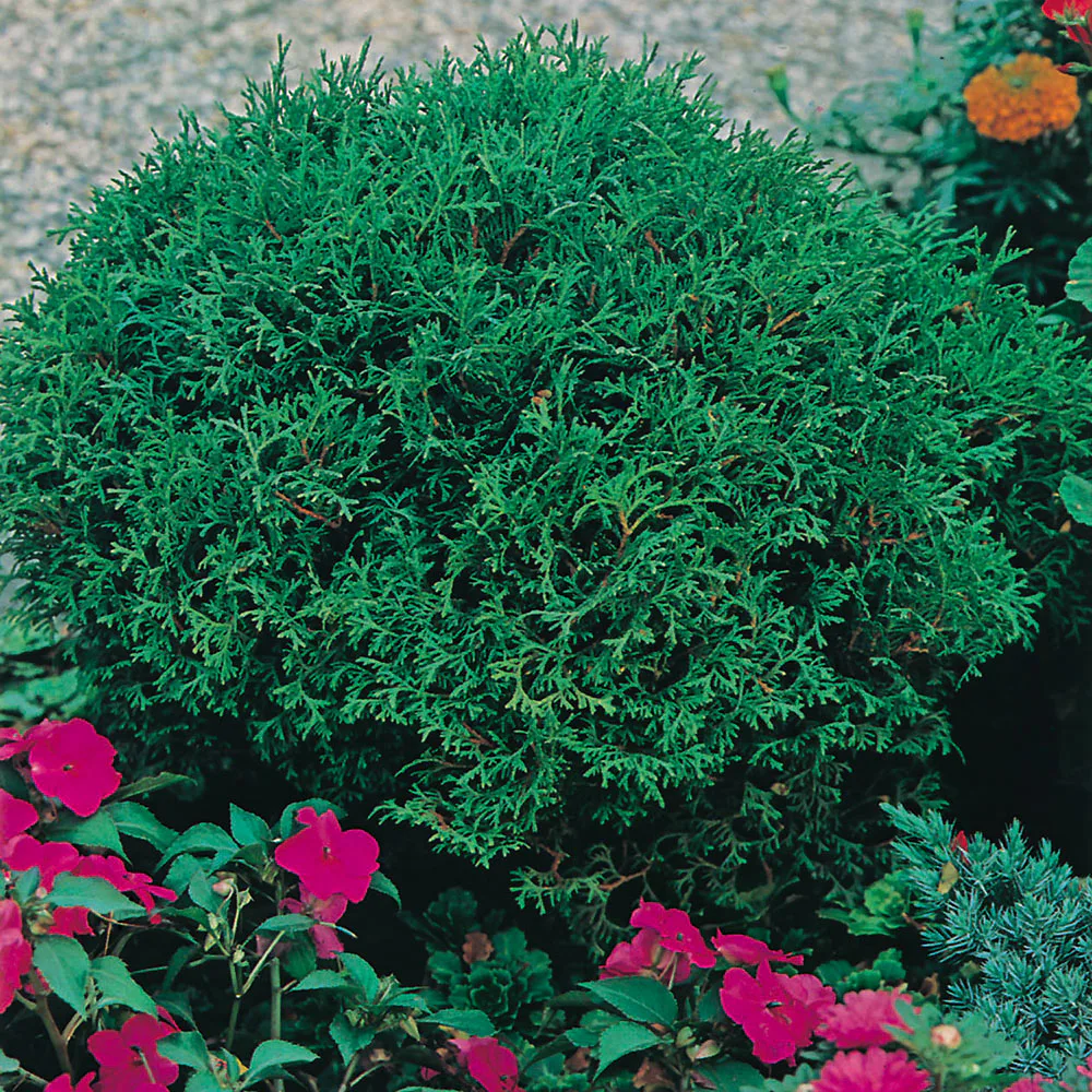 Dvärgtuja Omnia Garden Tiny Tim 25-30 cm