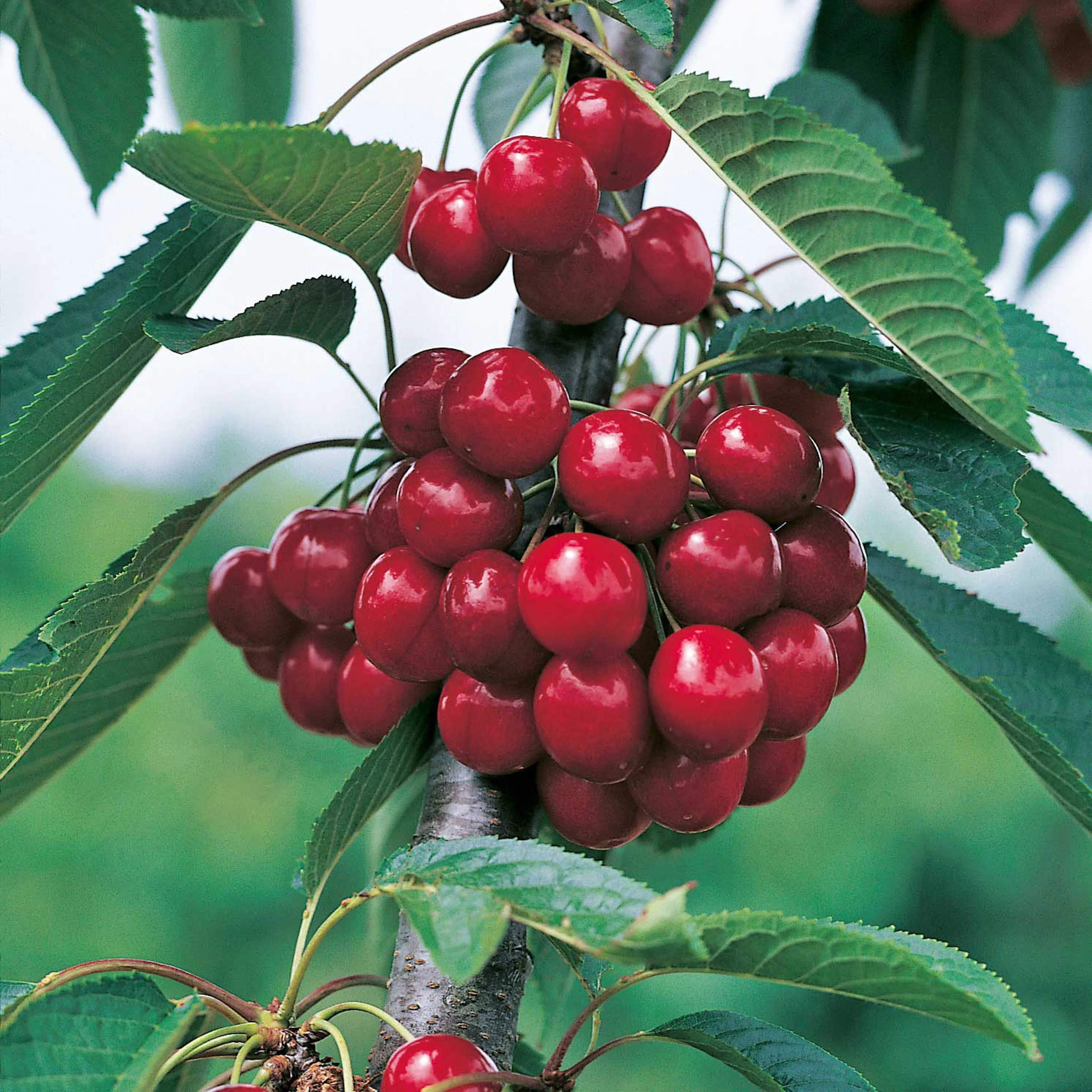 Körsbärsträd Omnia Garden Sweetheart Svagväxande