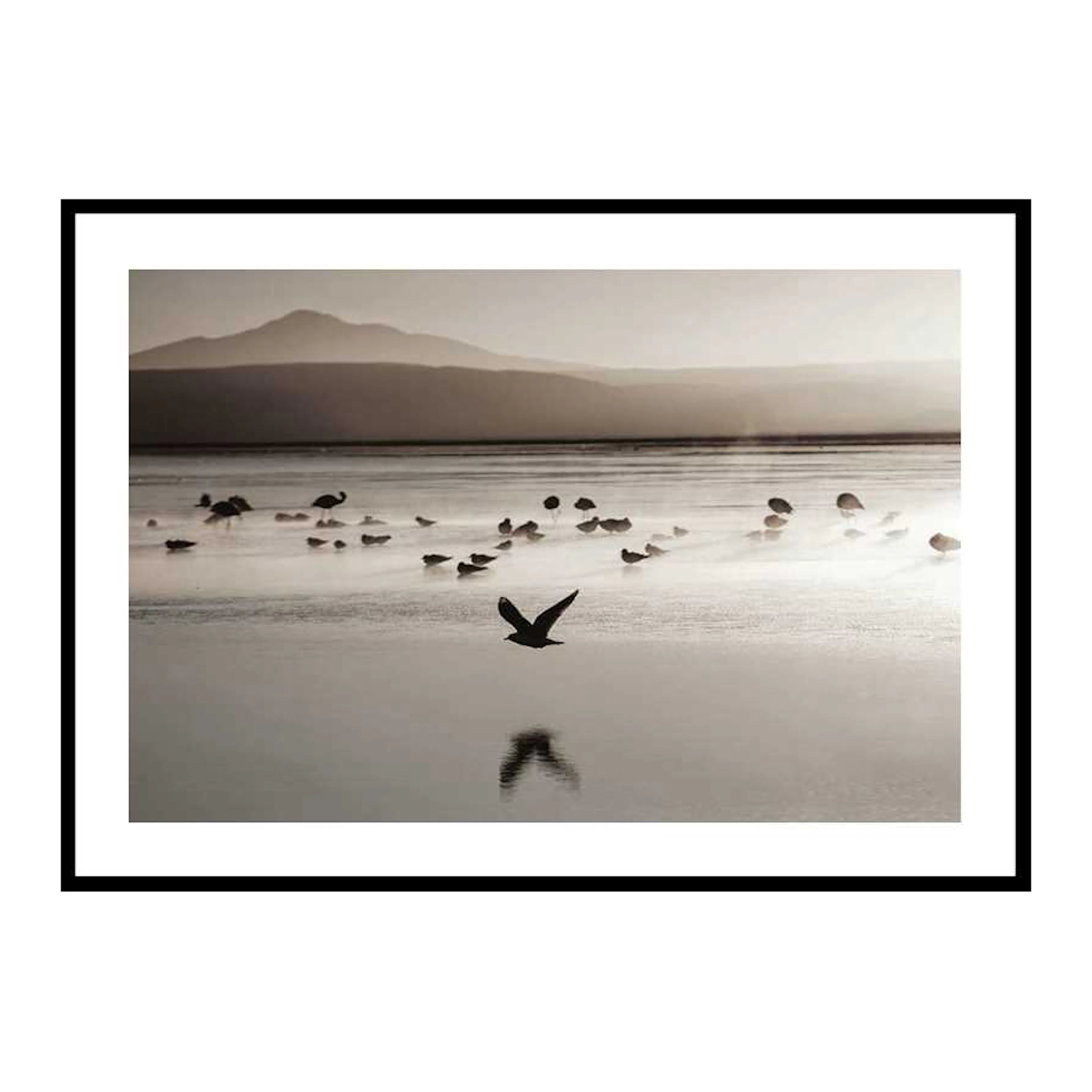 Poster Gallerix Birds In Nature Water