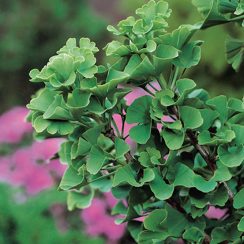 Ginkgo Tempelträd Omnia Garden 60-80 cm