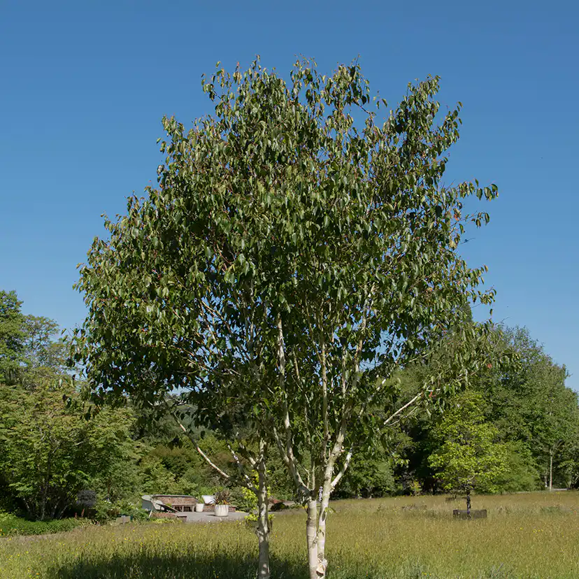 Prydnadsträd Omnia Garden Himalajabjörk, Gröna Lövverk & Gul Blomning, 150-200 cm