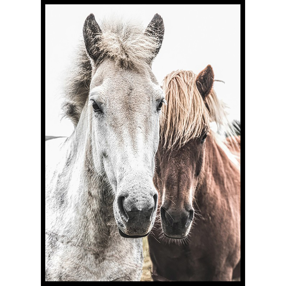 Poster Gallerix Wild Horses Up Close