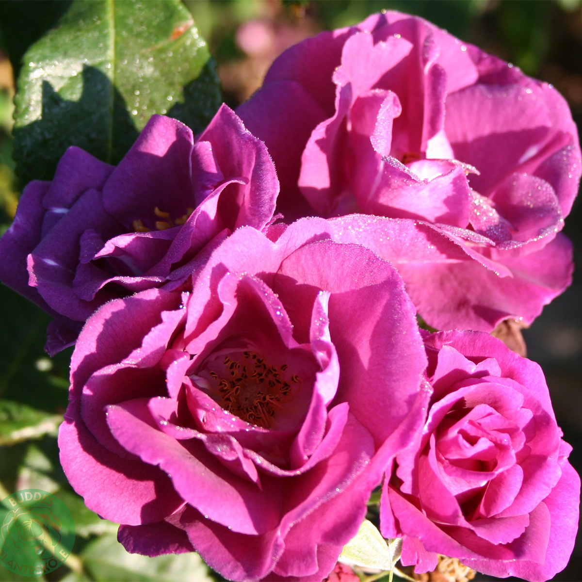 Flerblommig Rabattros Omnia Garden Rhapsody in Blue