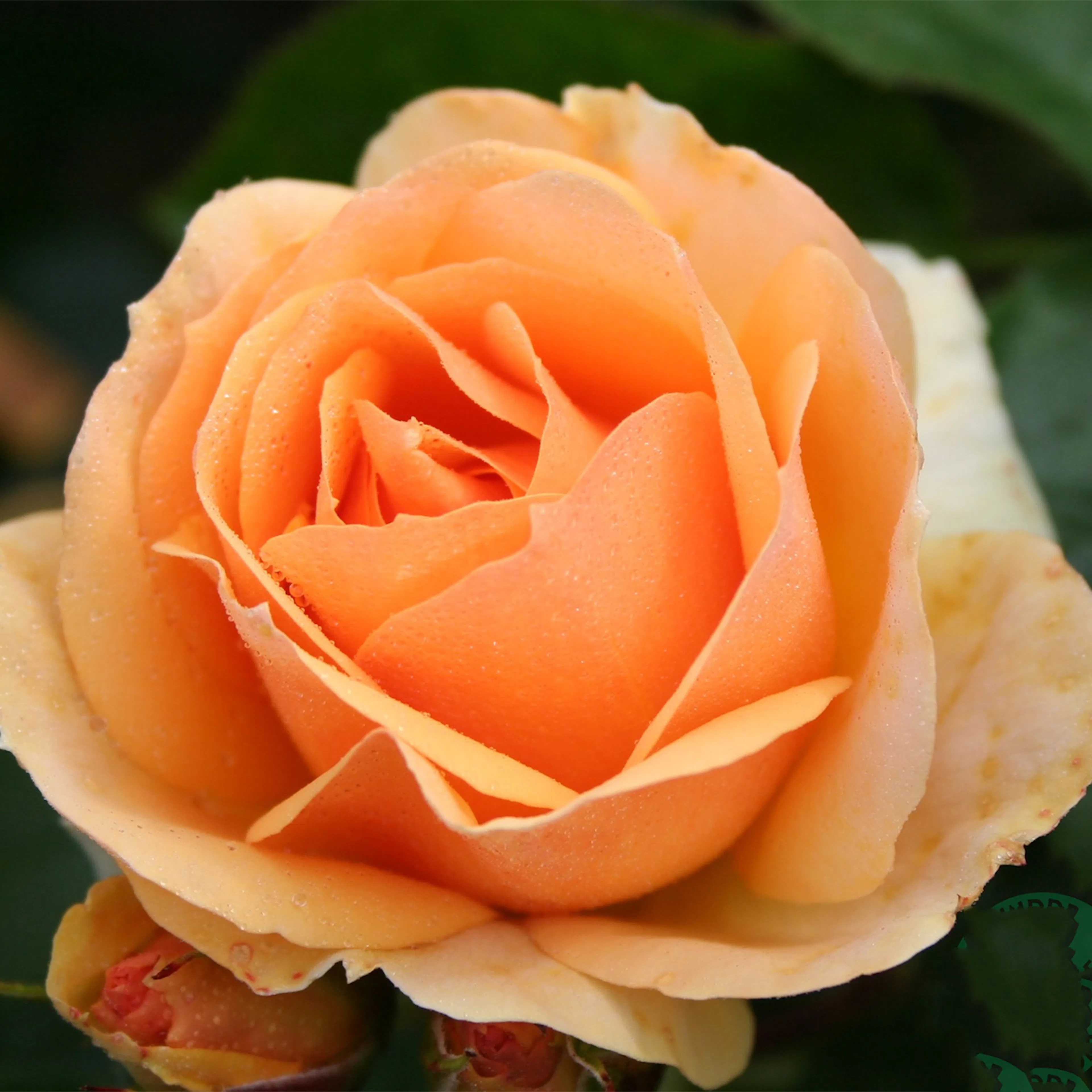 Rosa "Hansestadt Rostock", 1-pack 1-pack