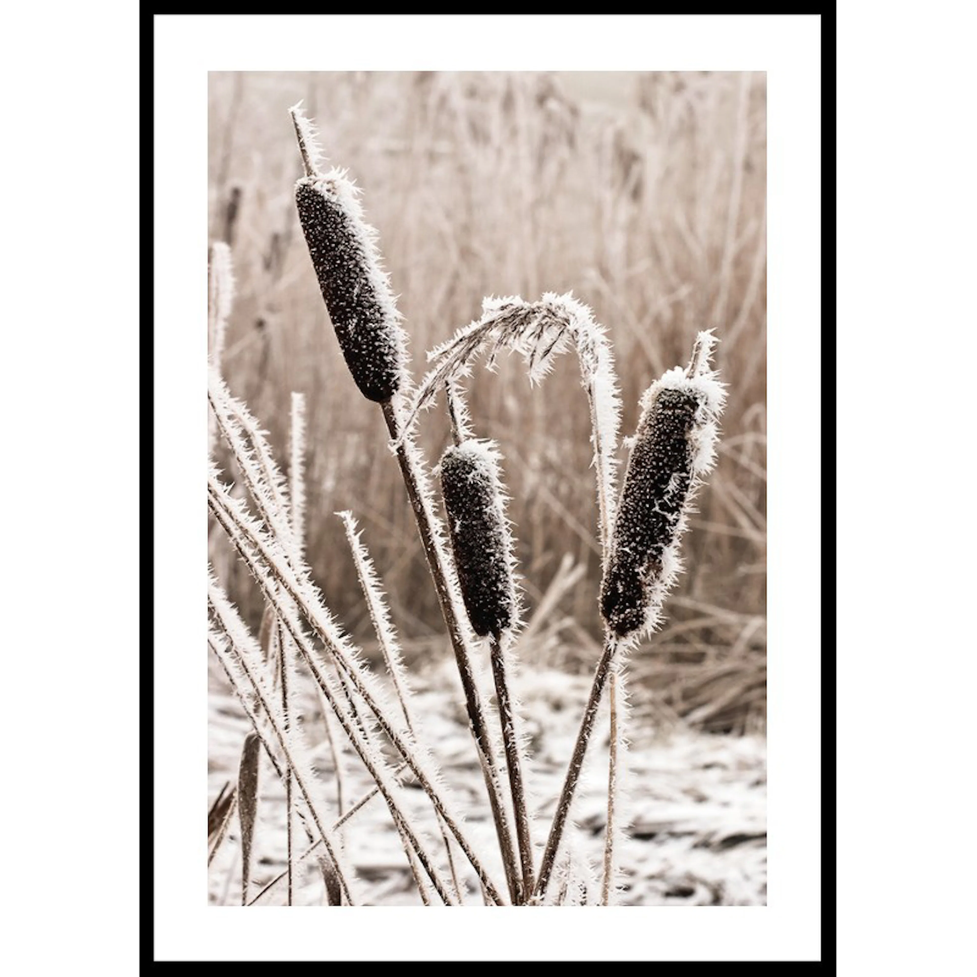 Poster Gallerix Frozen Reeds