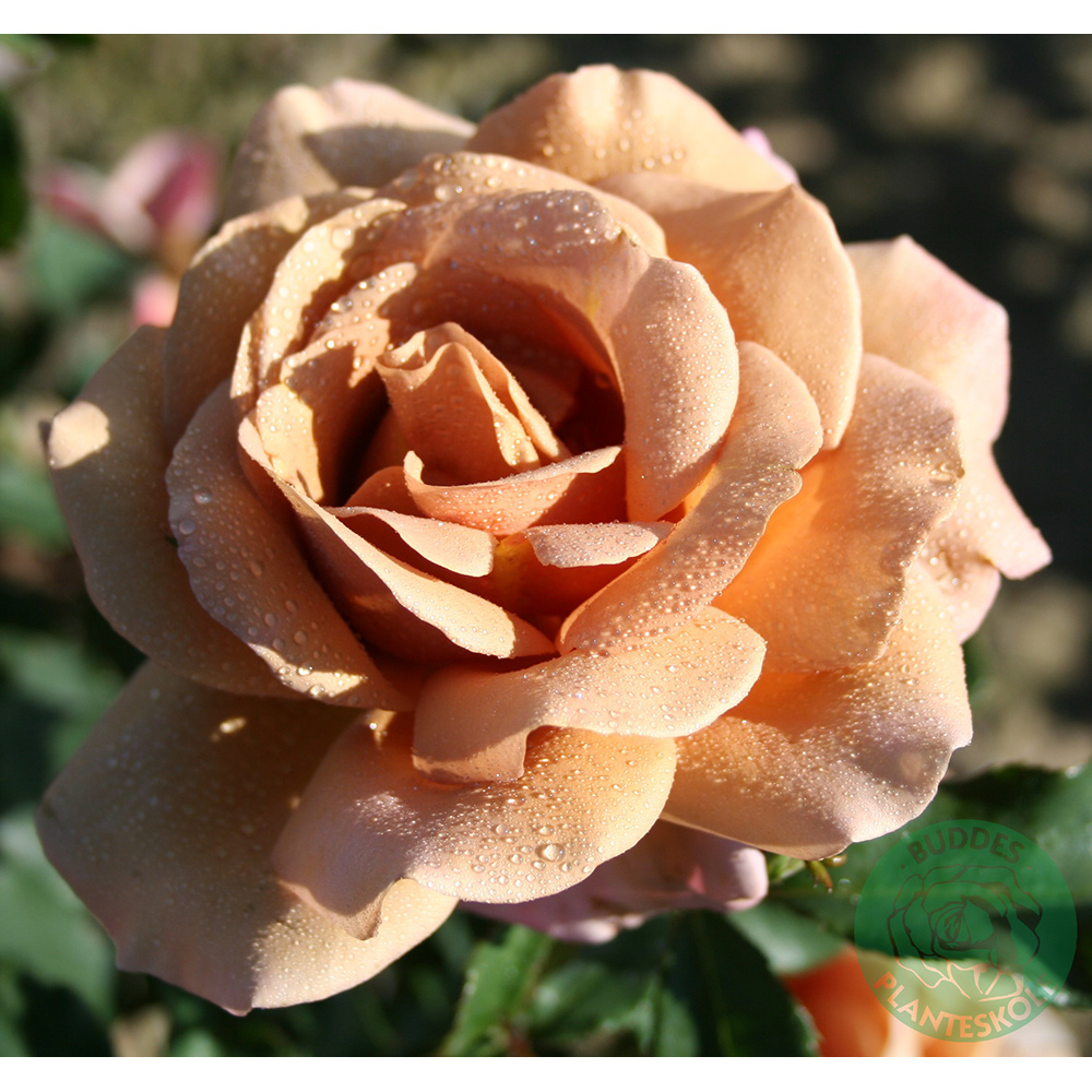 Rosor Omnia Garden Koko Loko