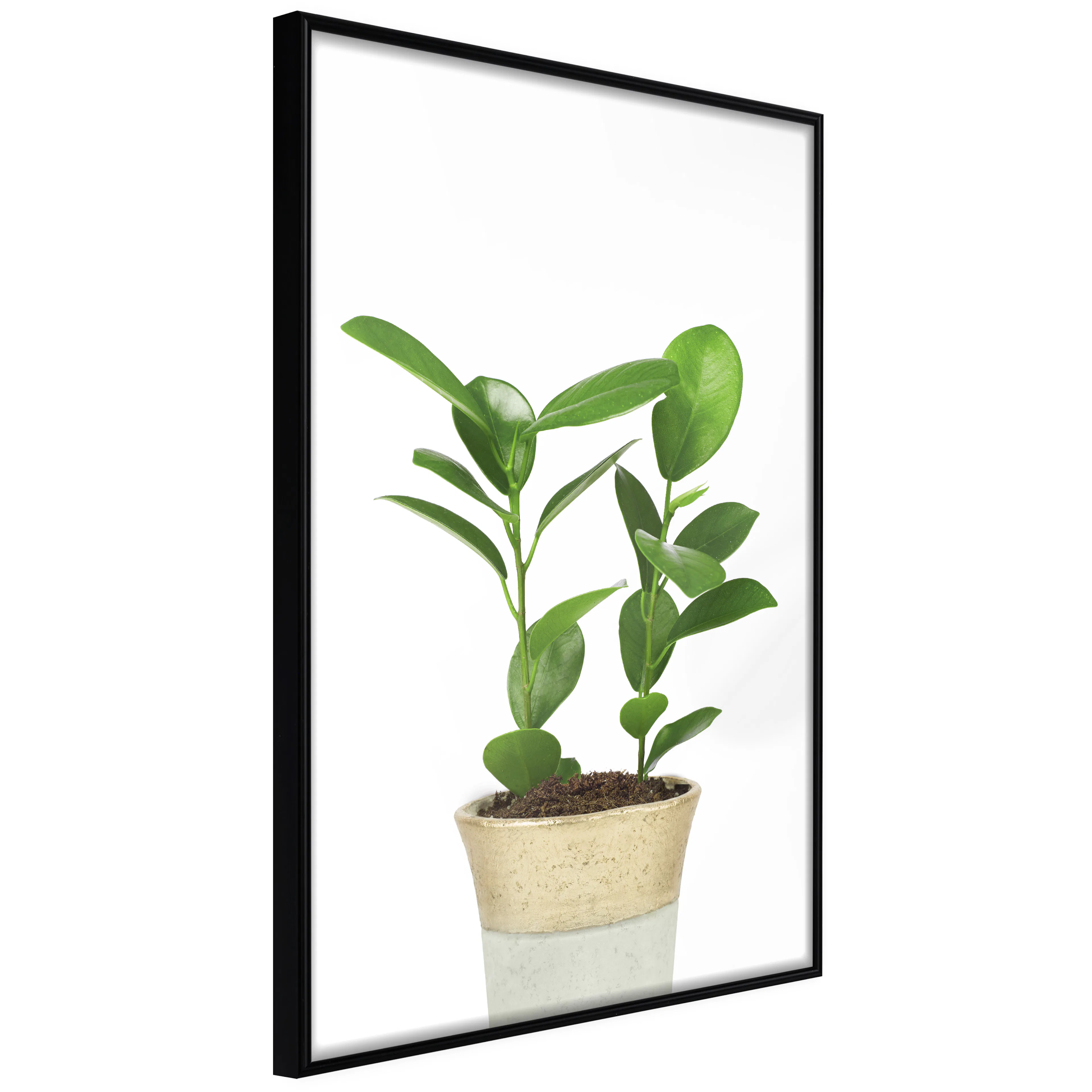 Affisch - Plant In Pot [Poster] 40x60 Svart ram, 40x60 cm
