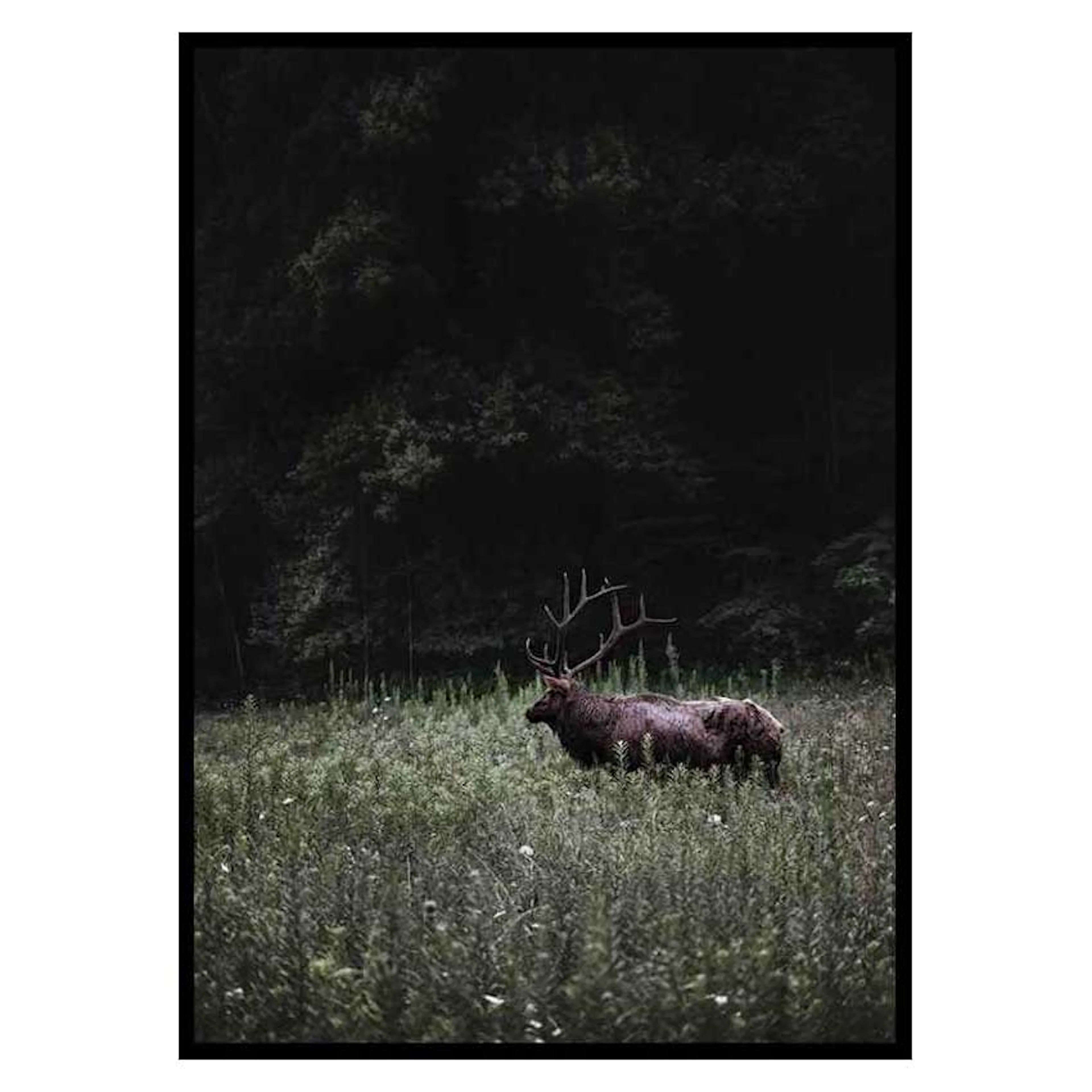 Poster Gallerix Deer in Nature