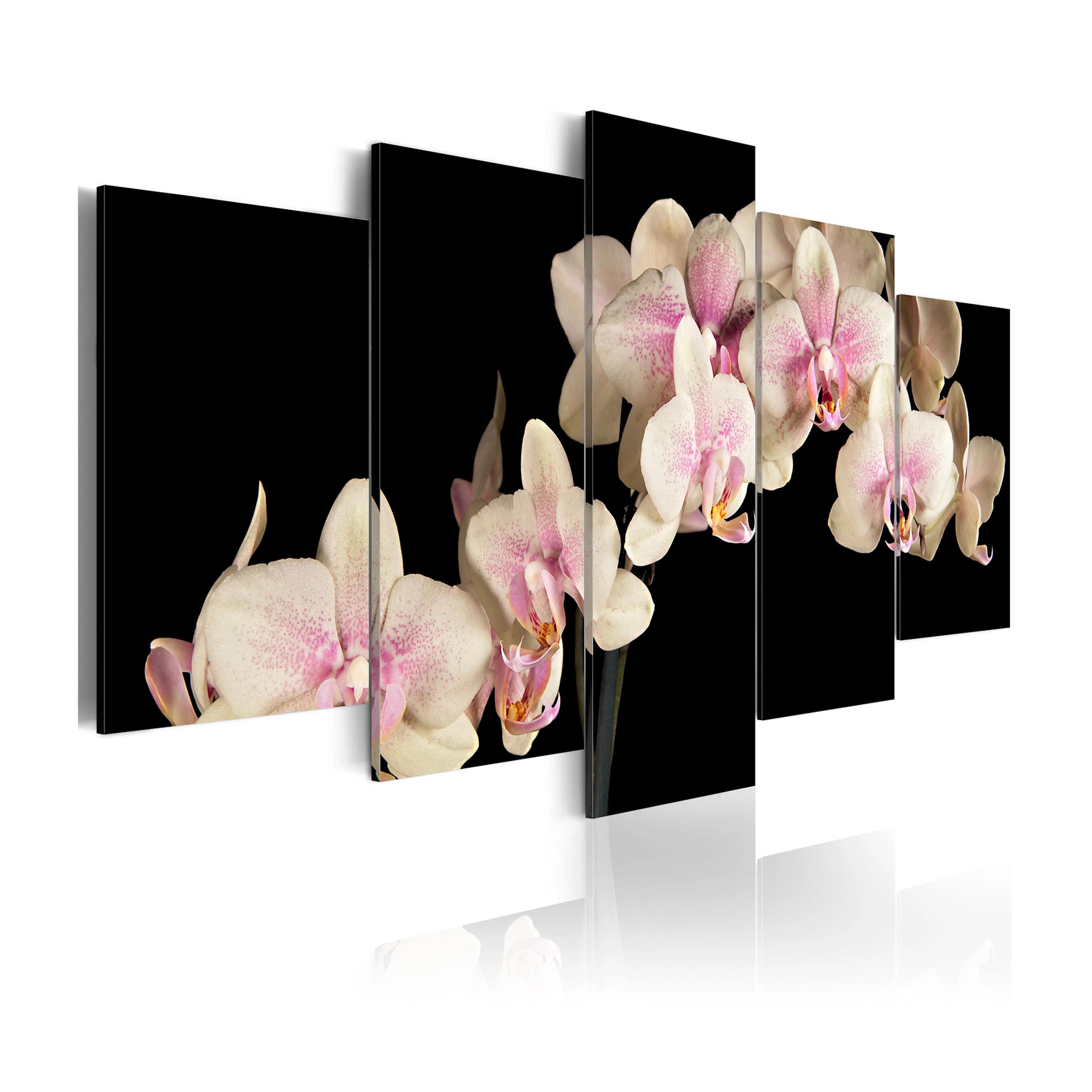 Tavla Arkiio An Orchid On A Contrasting Background