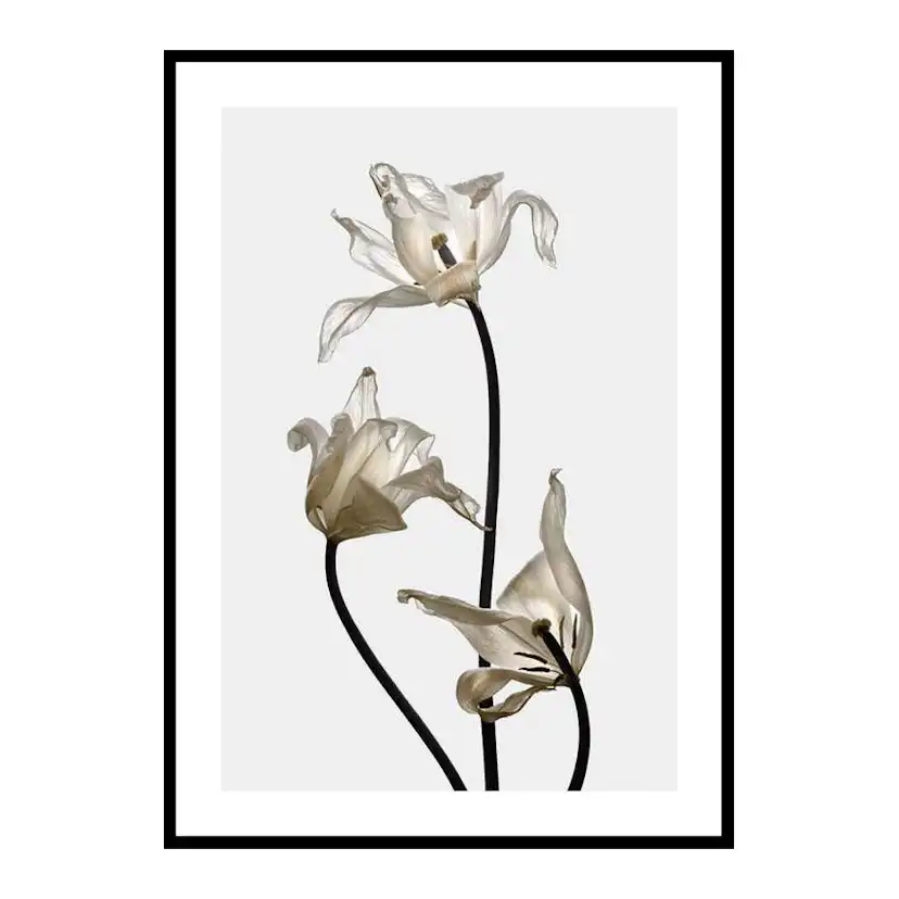 Poster Gallerix Tulips