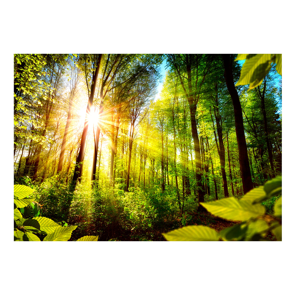Fototapet Arkiio Forest Hideout