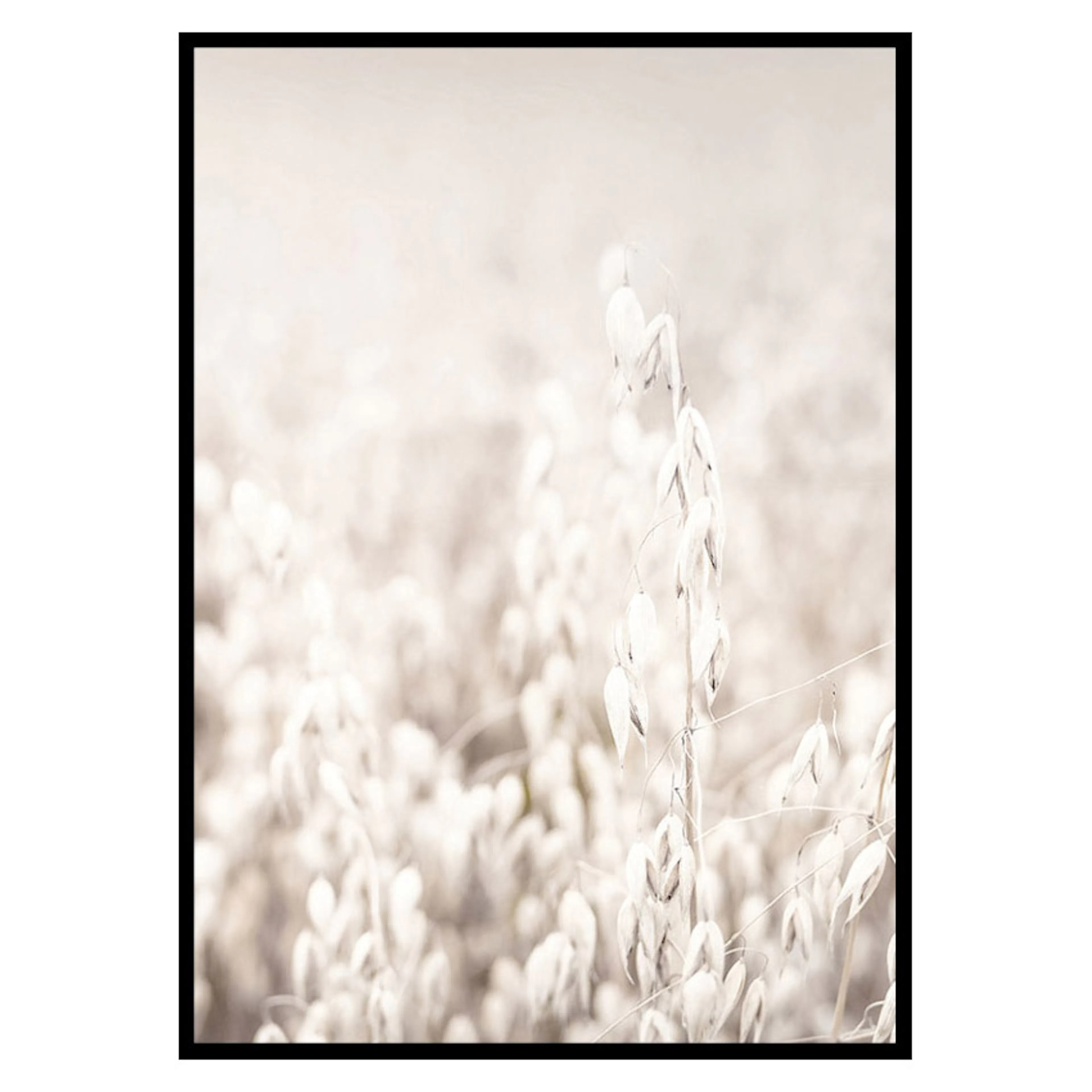 Poster Gallerix Oats