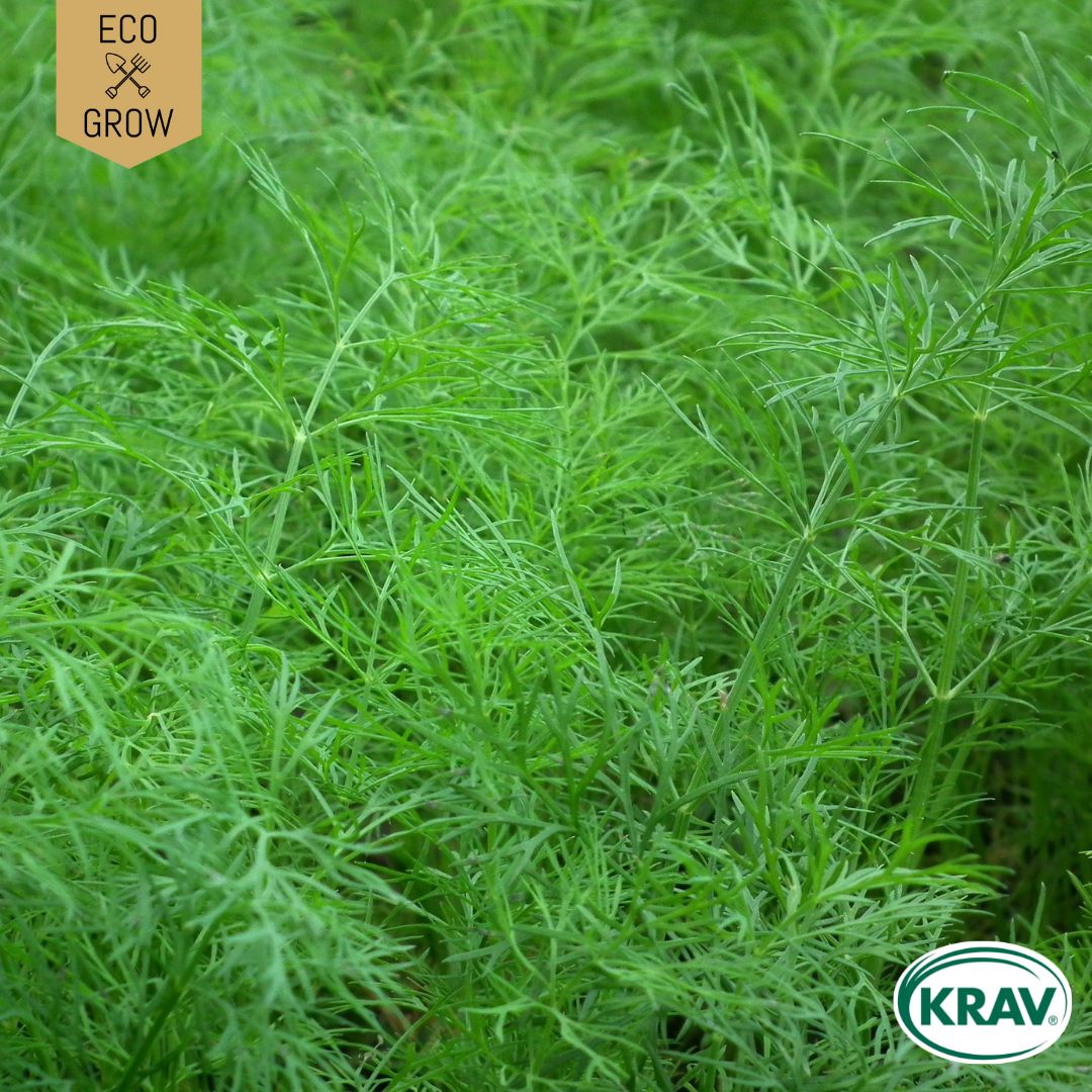 Fröpåse Eco Grow Dill  Common