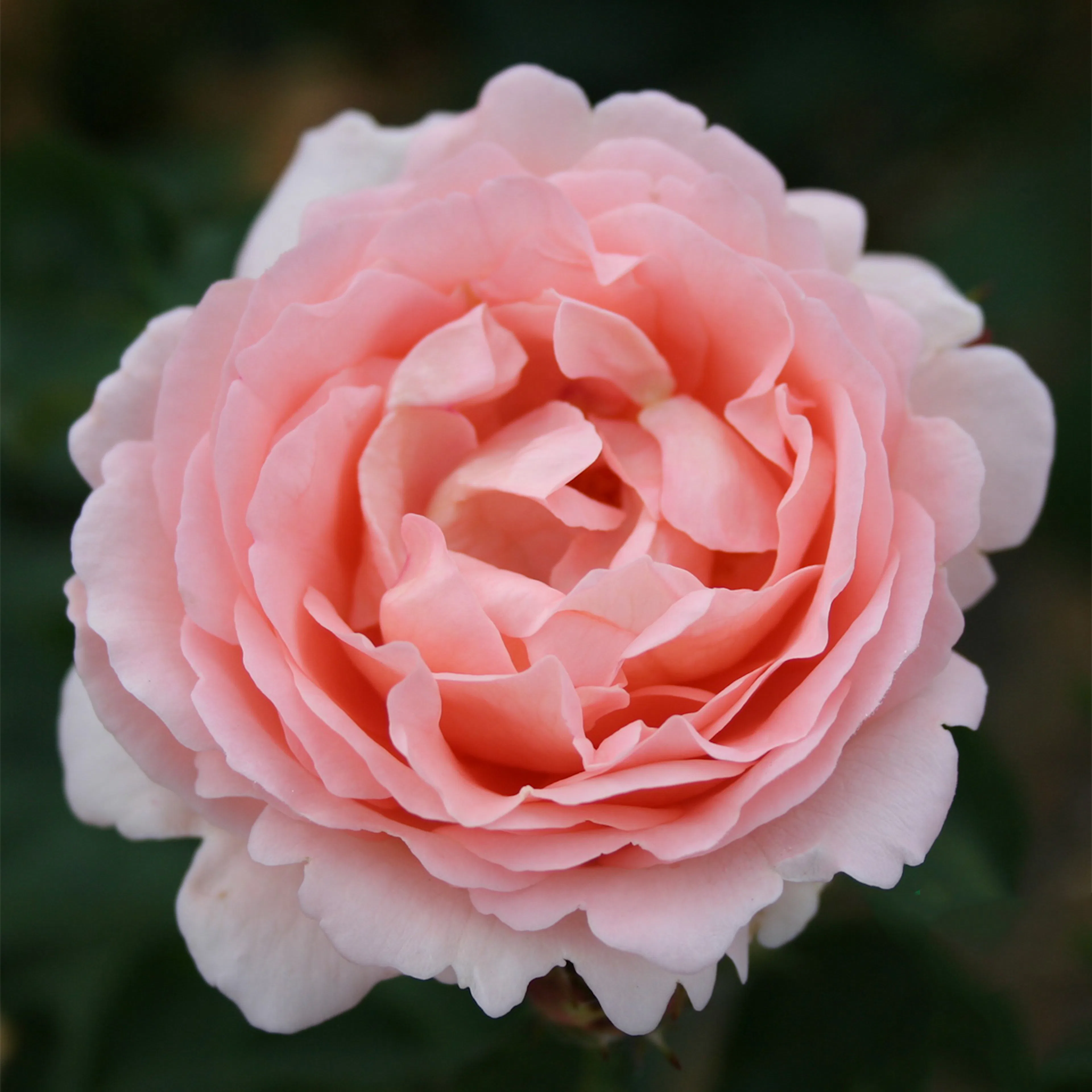 Rosa "Clair Renaissance", 1-pack 1-pack