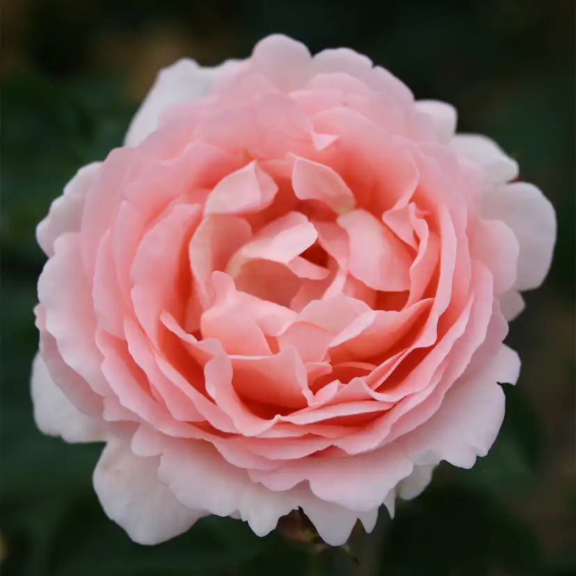 Storblommig Buskros Omnia Garden Clair Renaissance