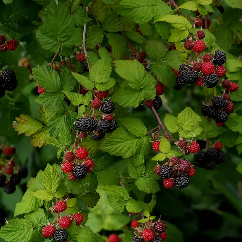 Buske Hallon Omnia Garden Svart