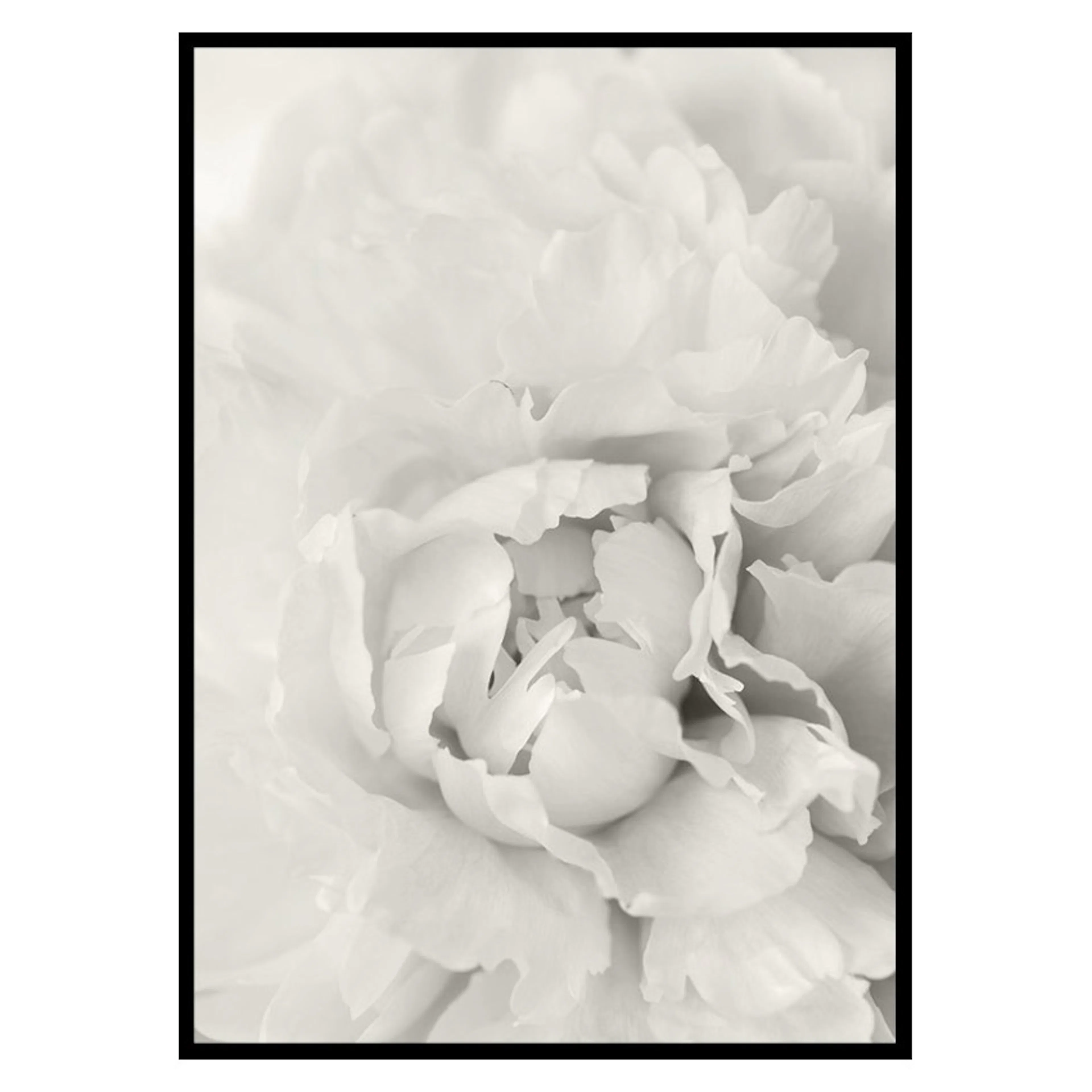 Poster Gallerix White Rose No1
