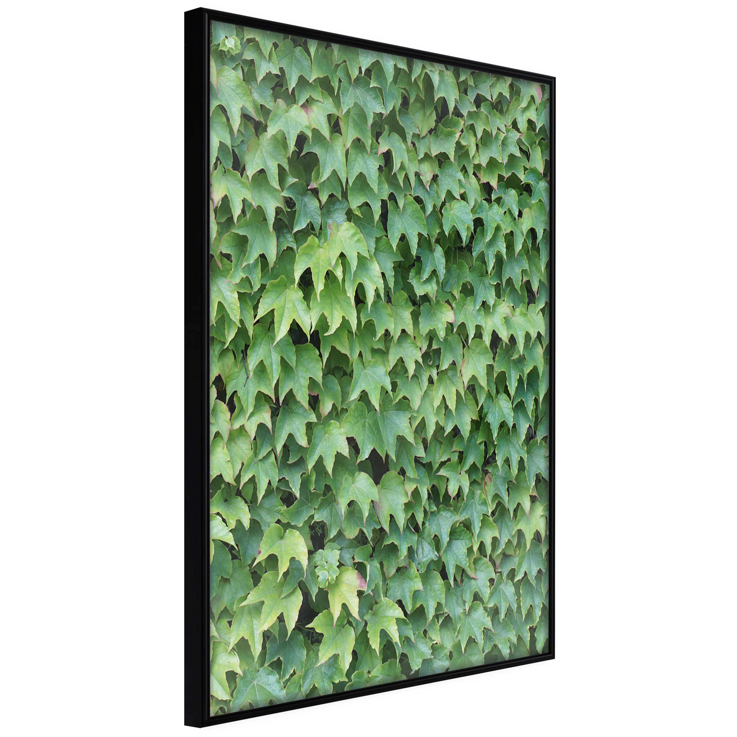 Poster Artgeist Affisch Thick Ivy