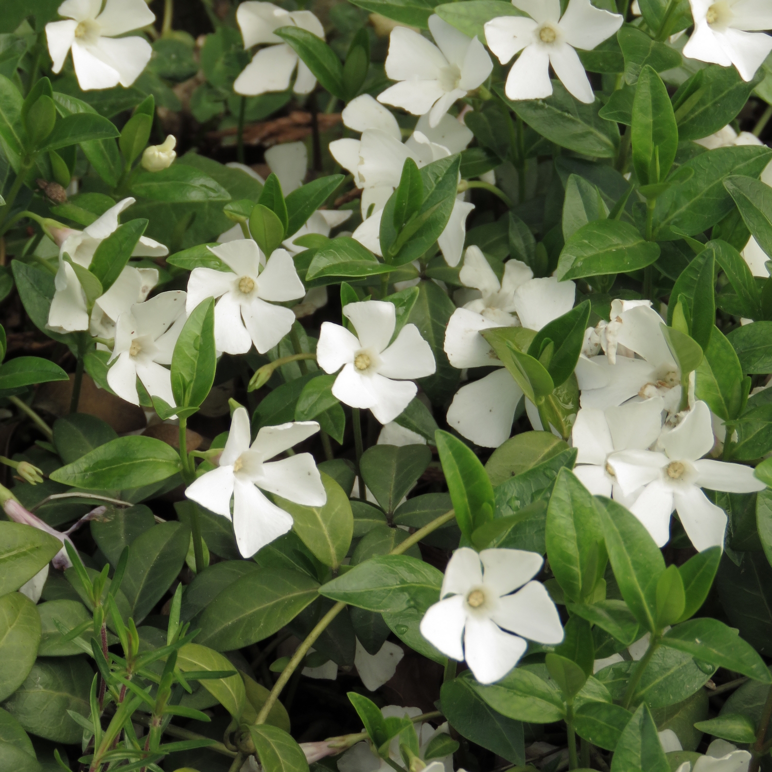 Marktäckare Vintergröna Omnia Garden Alba