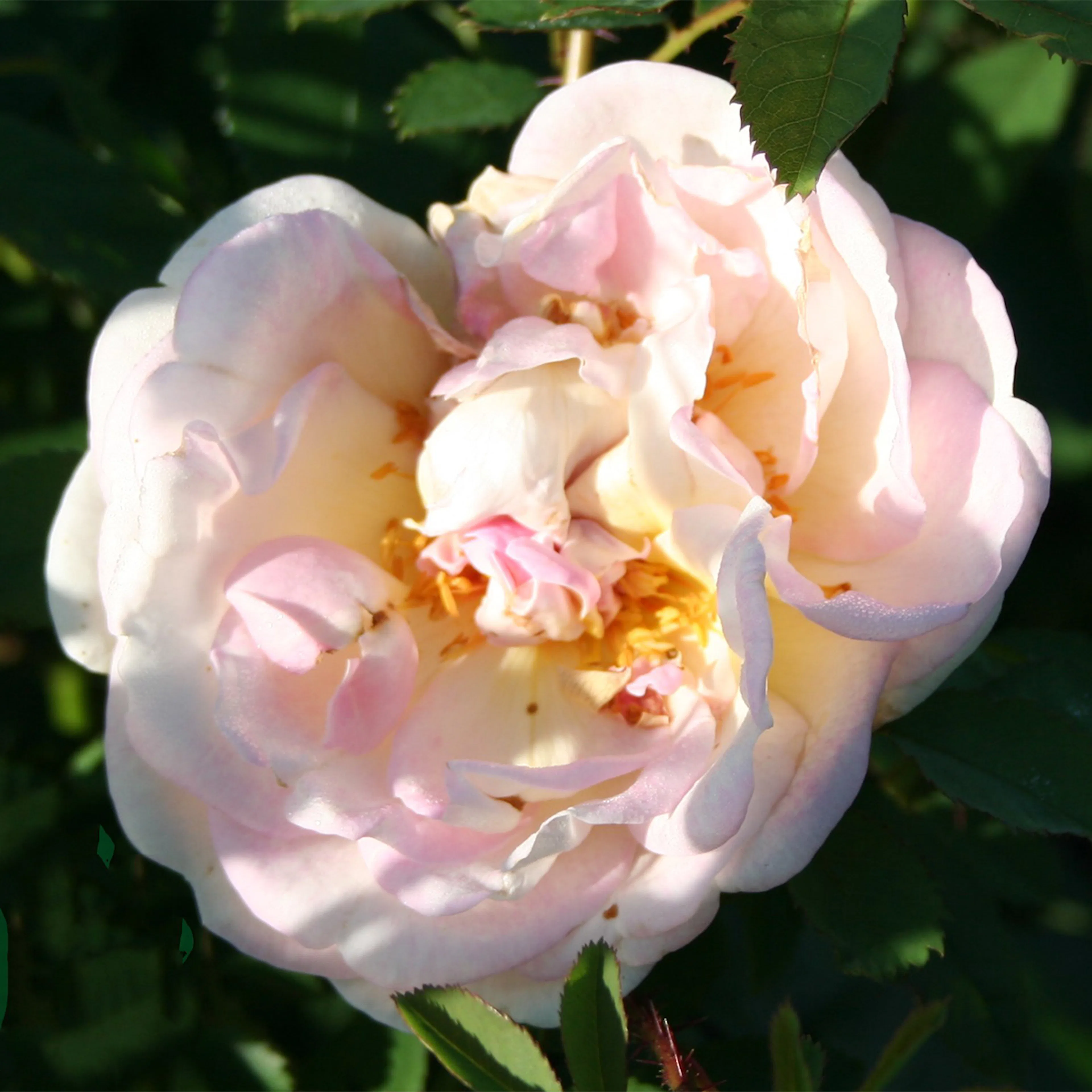 Rosa "Frühlingsduft", 5-pack 5-pack