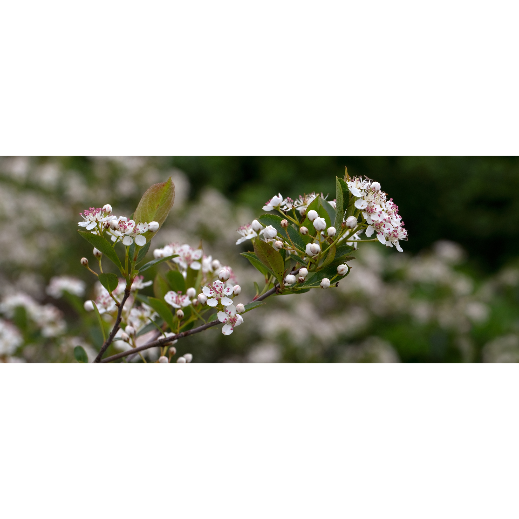Planta Svartaronia Omnia Garden Aronia mel Hugin 20-40cm