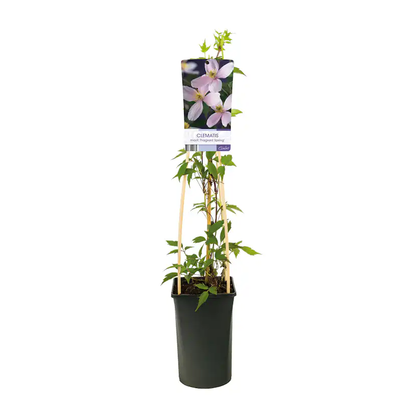 Klätterväxt Bergklematis Omnia Garden Fragrant Spring 40-60 cm