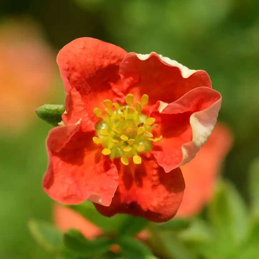Prydadsbuske Omnia Garden Ölandstok Röd