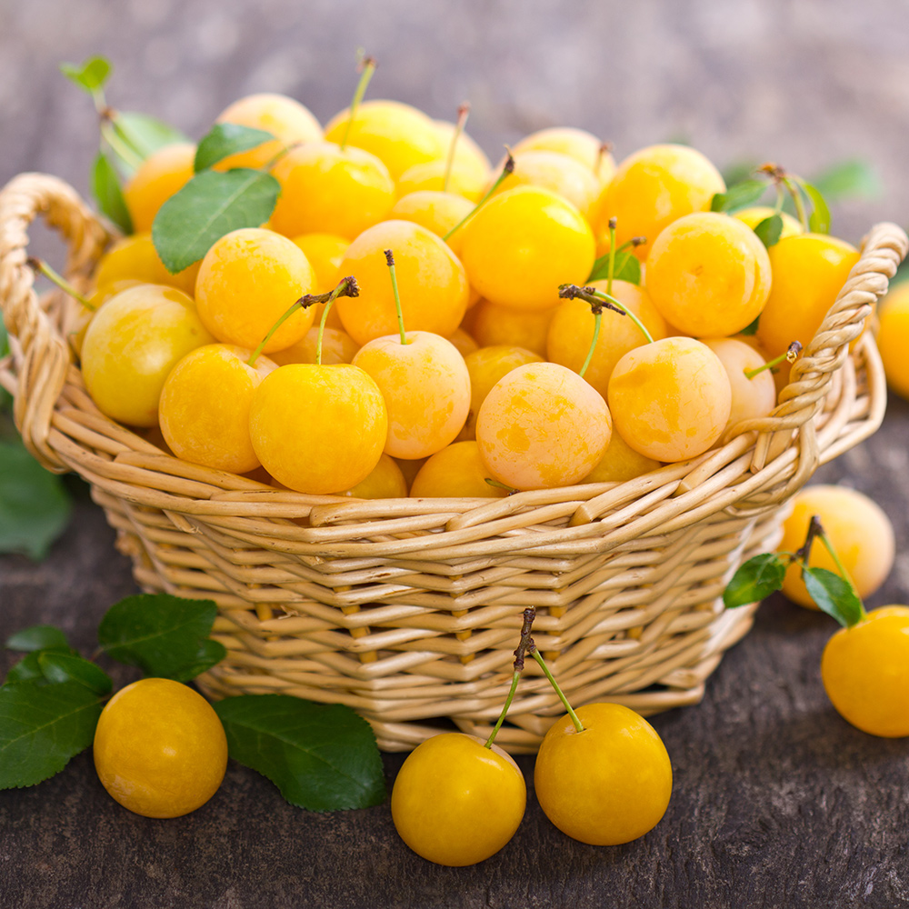 Plommonträd Omnia Garden Elin