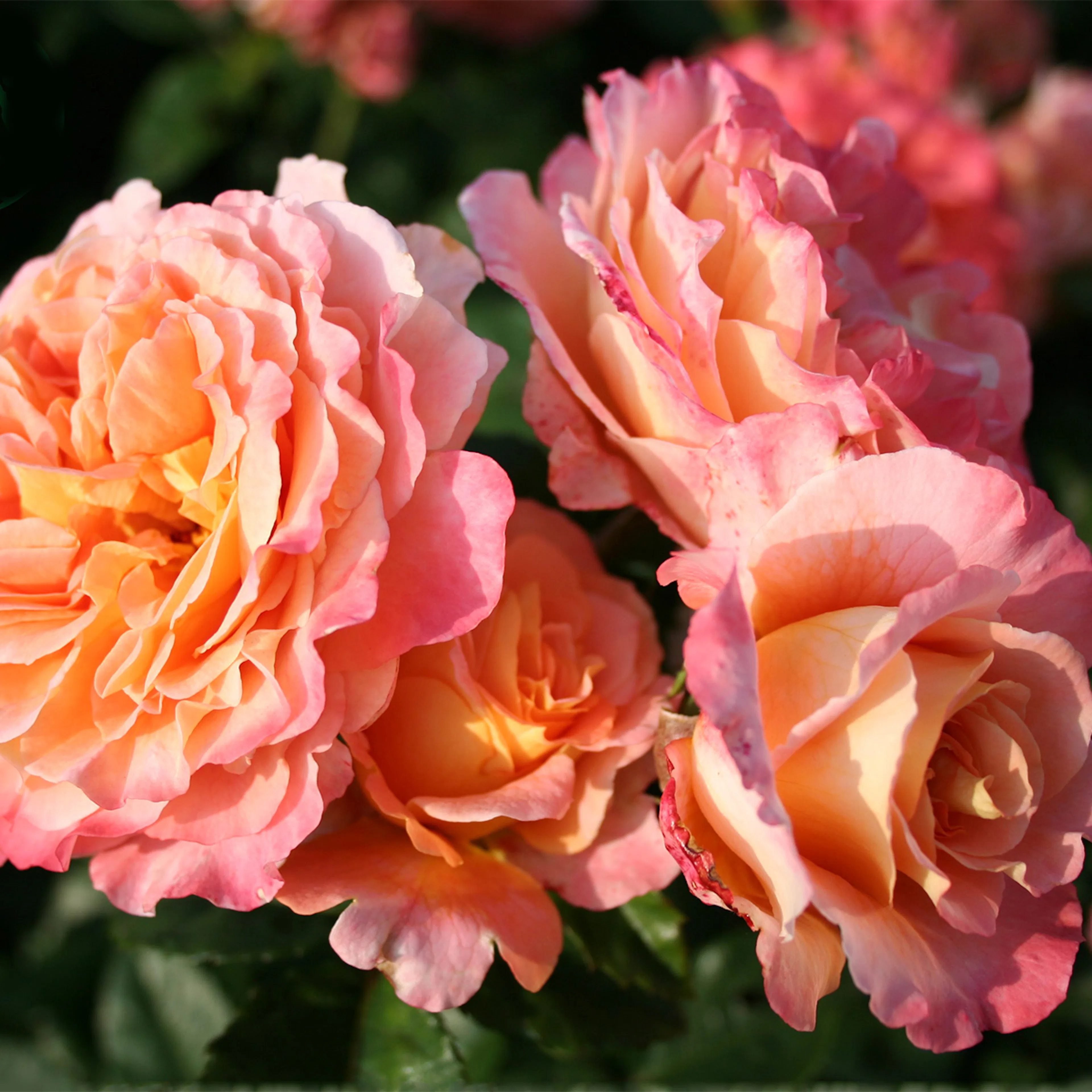Rosa "Augusta Luise", 5-pack 5-pack