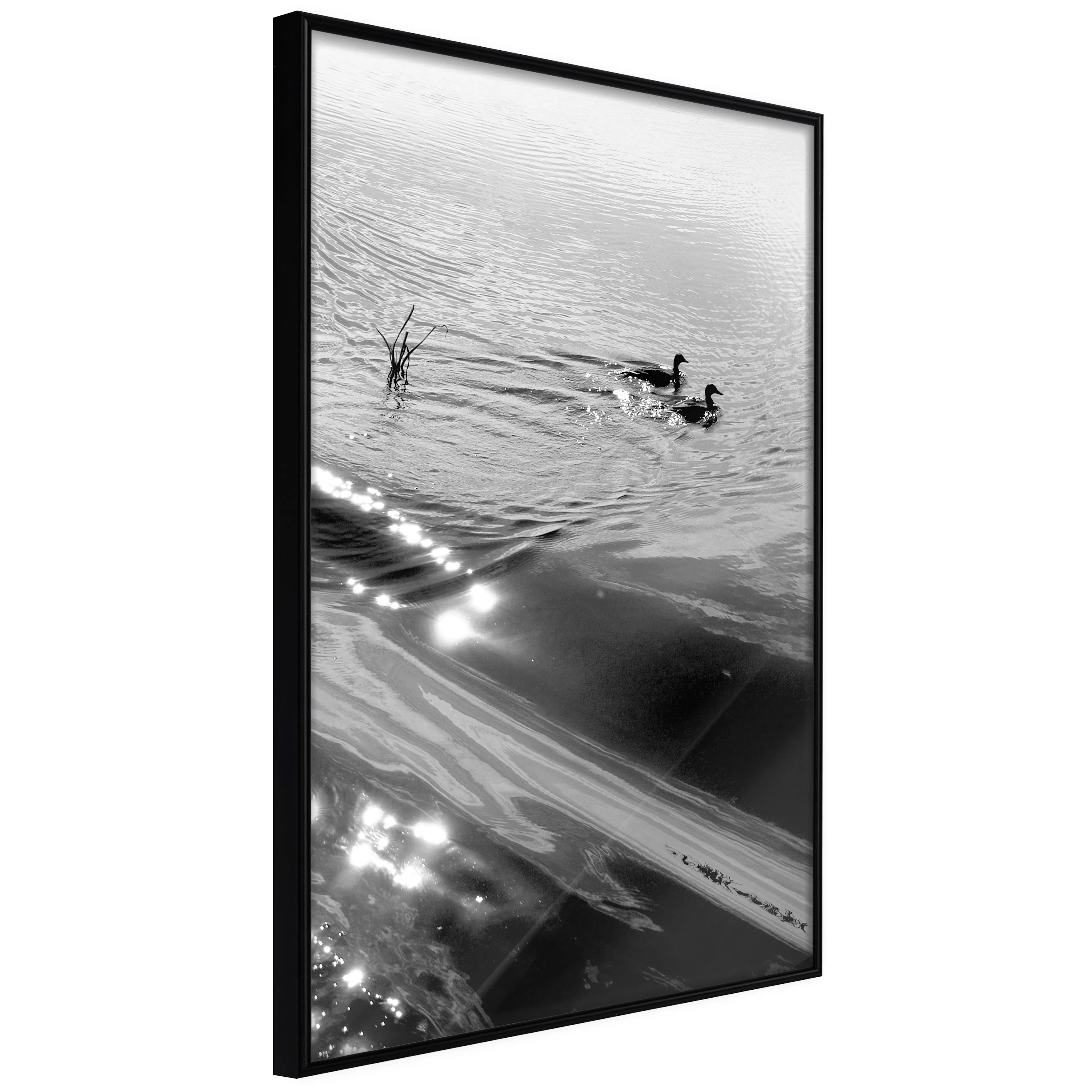 Affisch - Ducks [Poster] 40x60 Svart ram, 40x60 cm