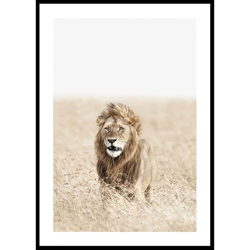 Poster Gallerix Lion On The Savannah