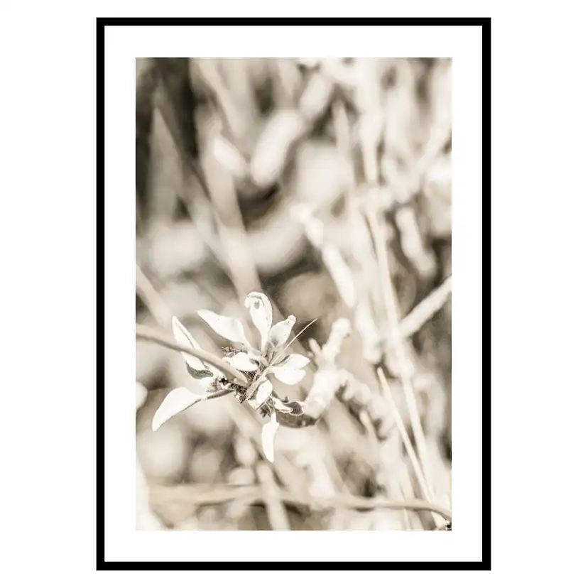 Poster Gallerix Dried Plant No4