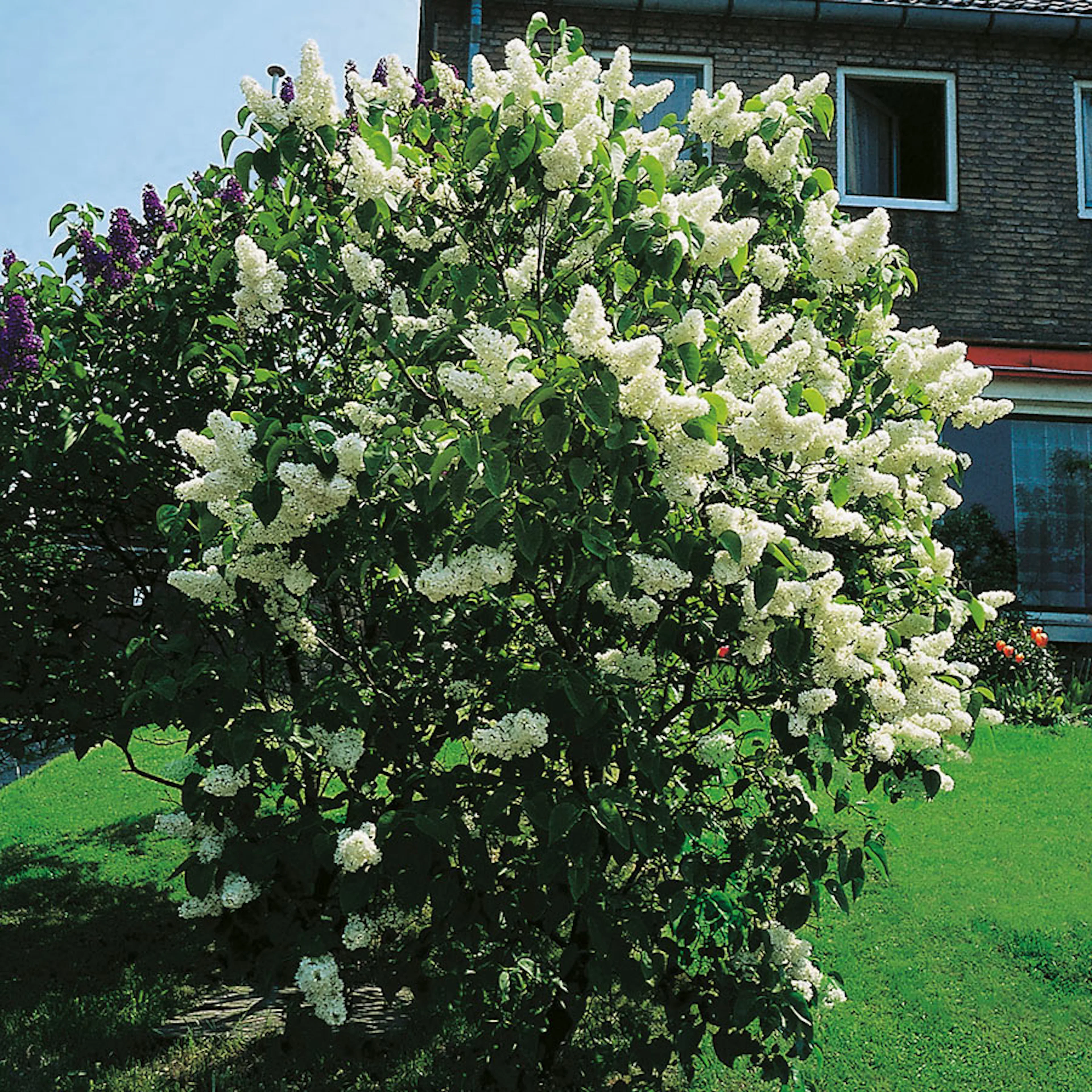 Prydnadsbuske Omnia Garden Vit Ädelsyrén