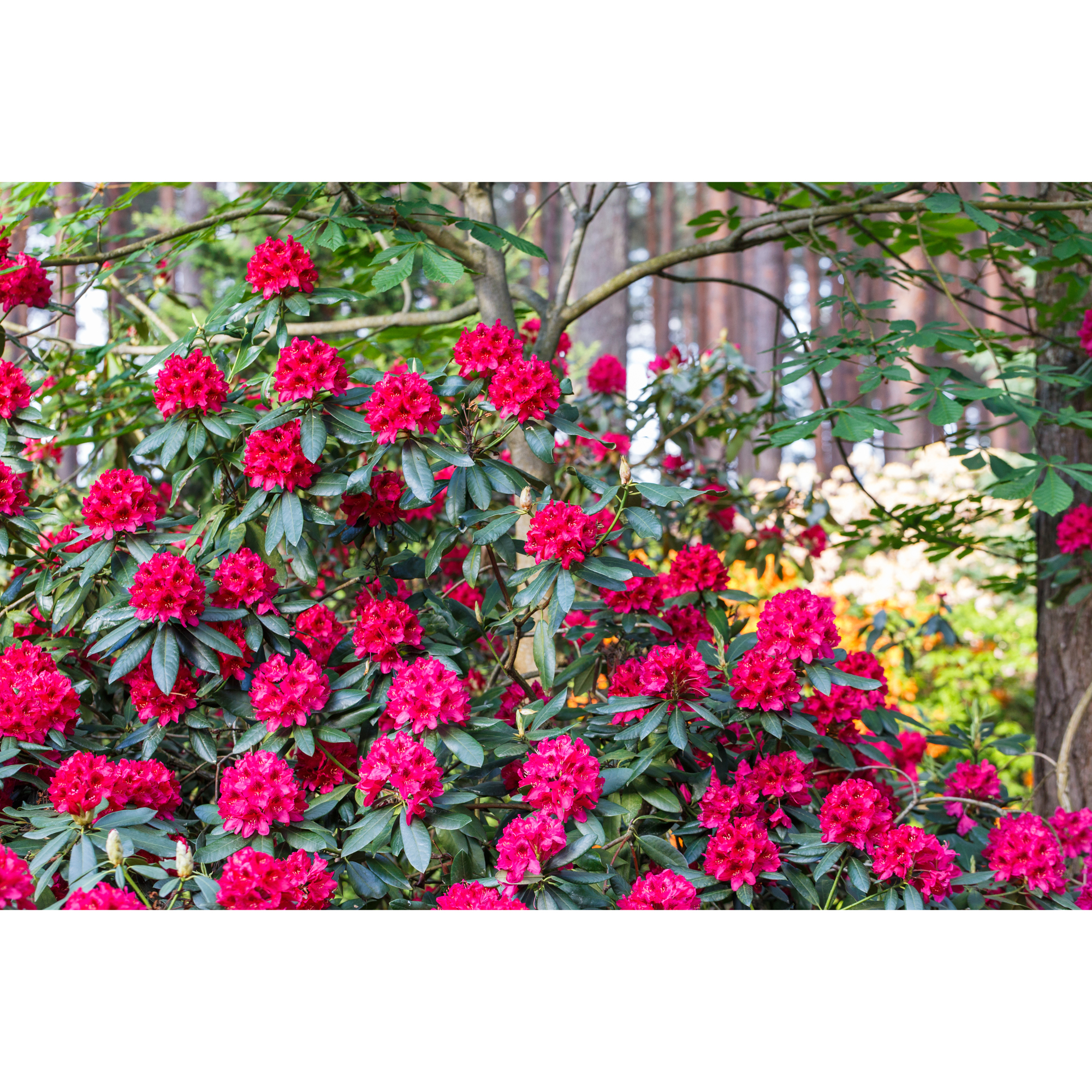 Rhododendron Omnia Garden Nova Zembla