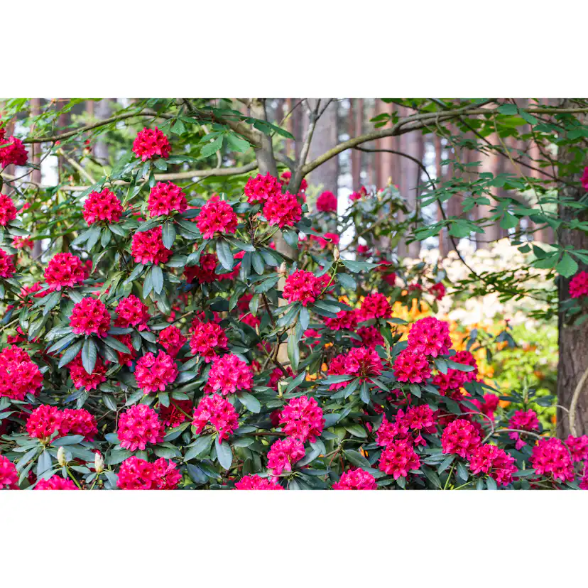 Rhododendron Omnia Garden Nova Zembla