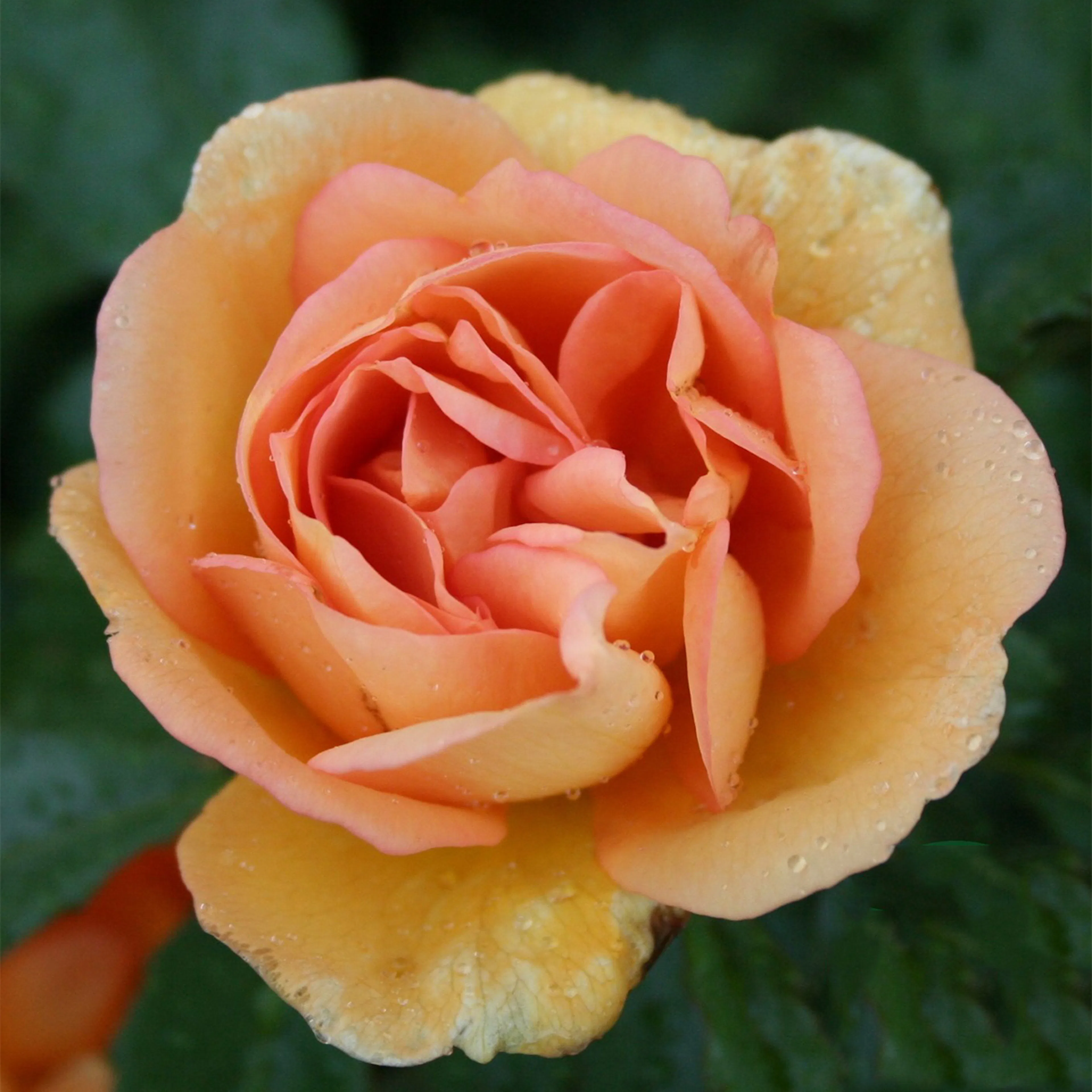 Rosa "Maigold", 1-pack 1-pack