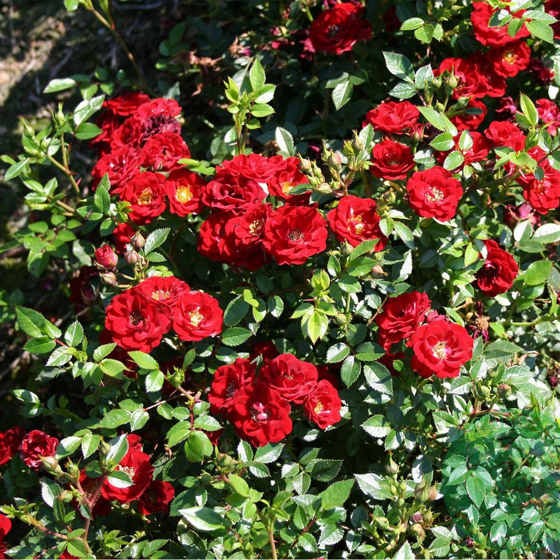 Marktäckande Ros Omnia Garden Peter Pan