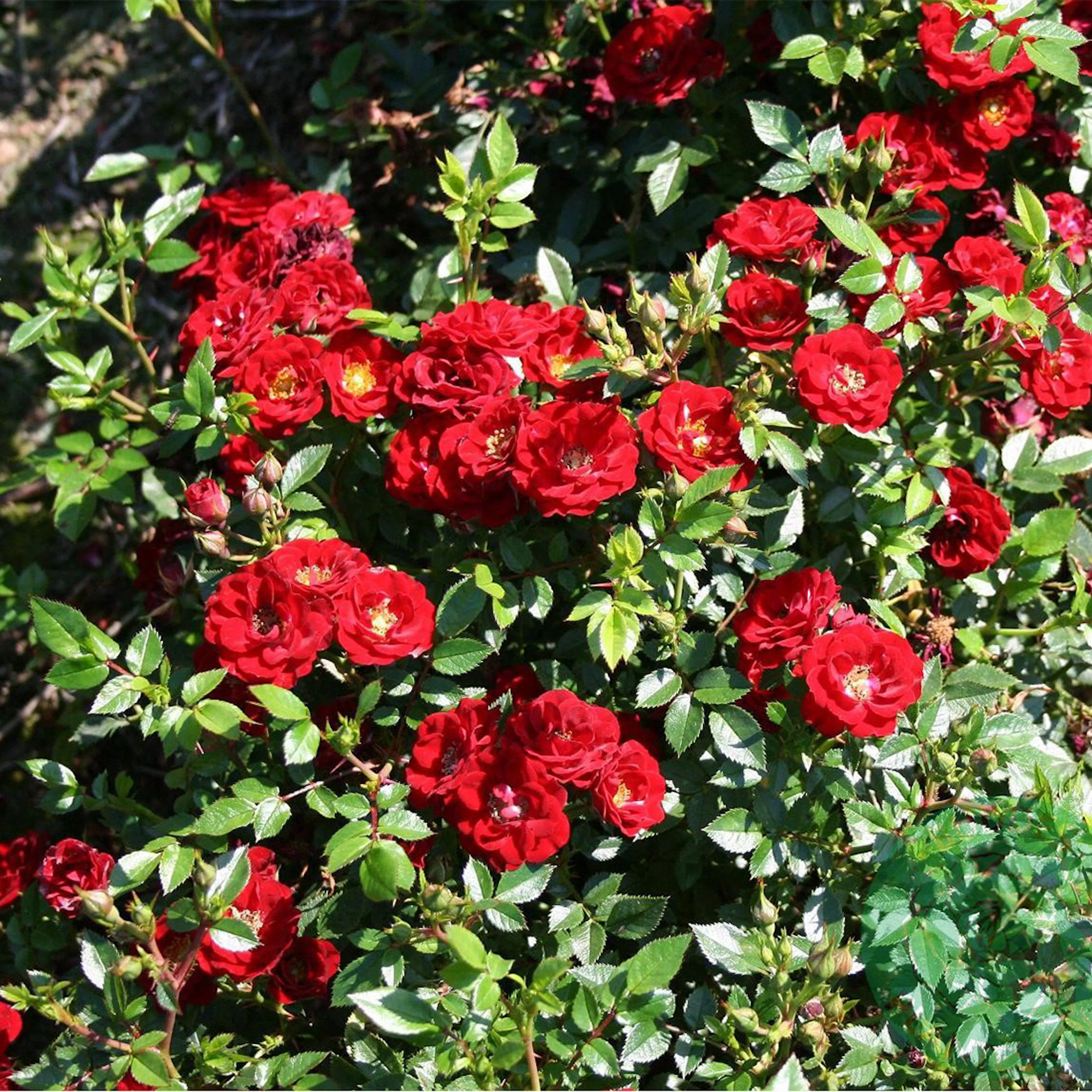 Rosa "Peter Pan", 1-pack 1-pack