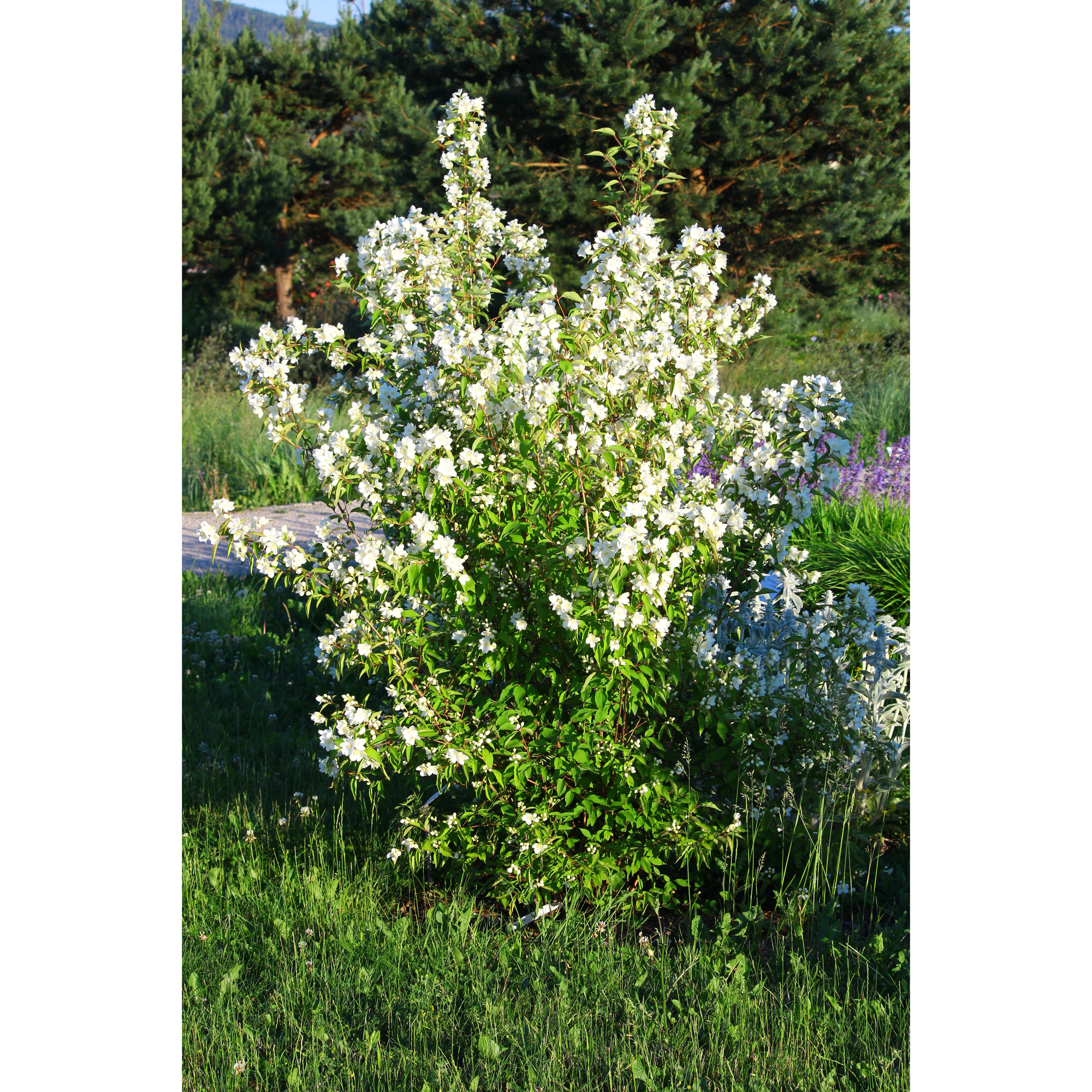 Planta Smultronschersmin Omnia Garden 20-30cm