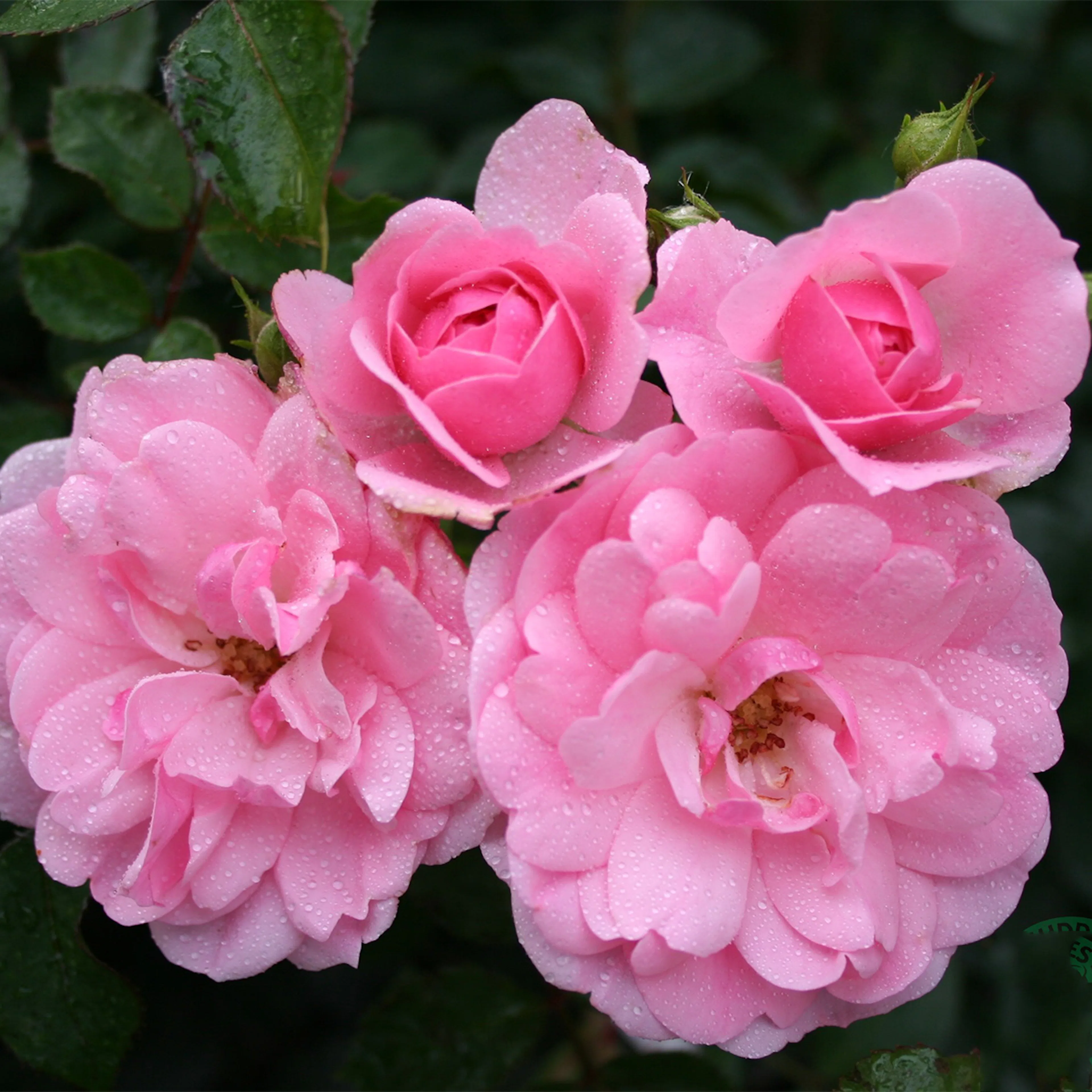 Rosa "Climbing Bonica", 5-pack 5-pack