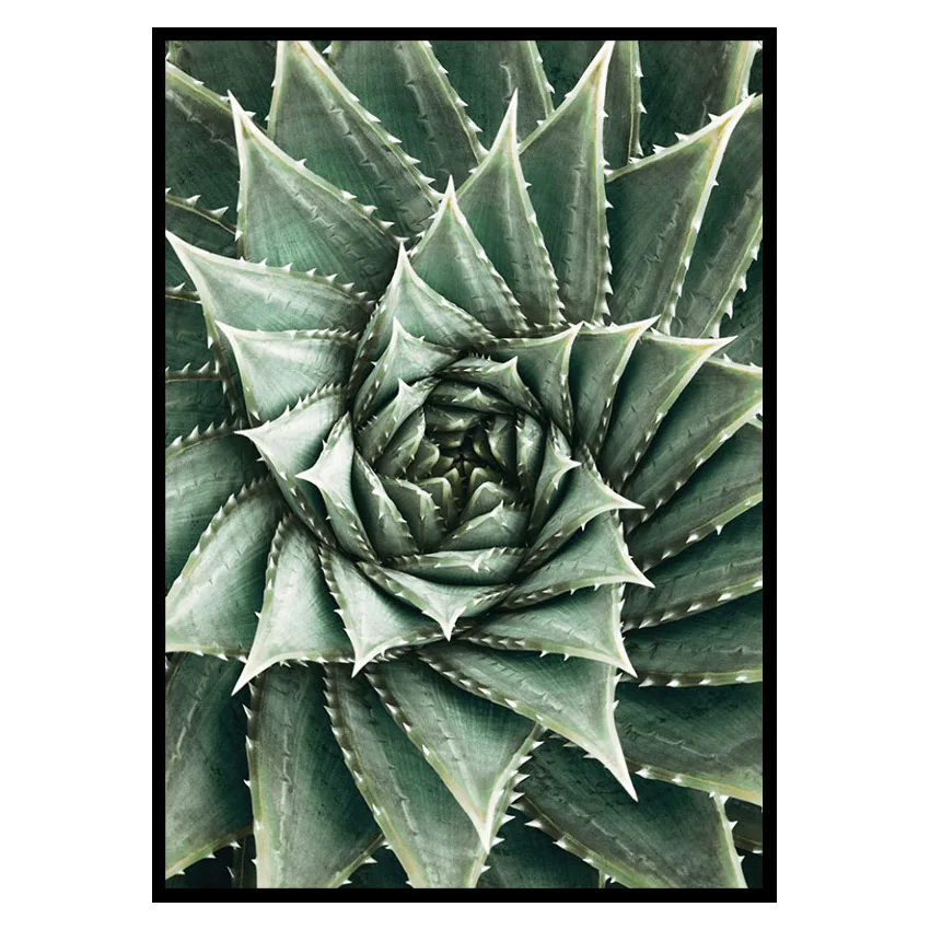 Poster Gallerix Agave Close Up No2