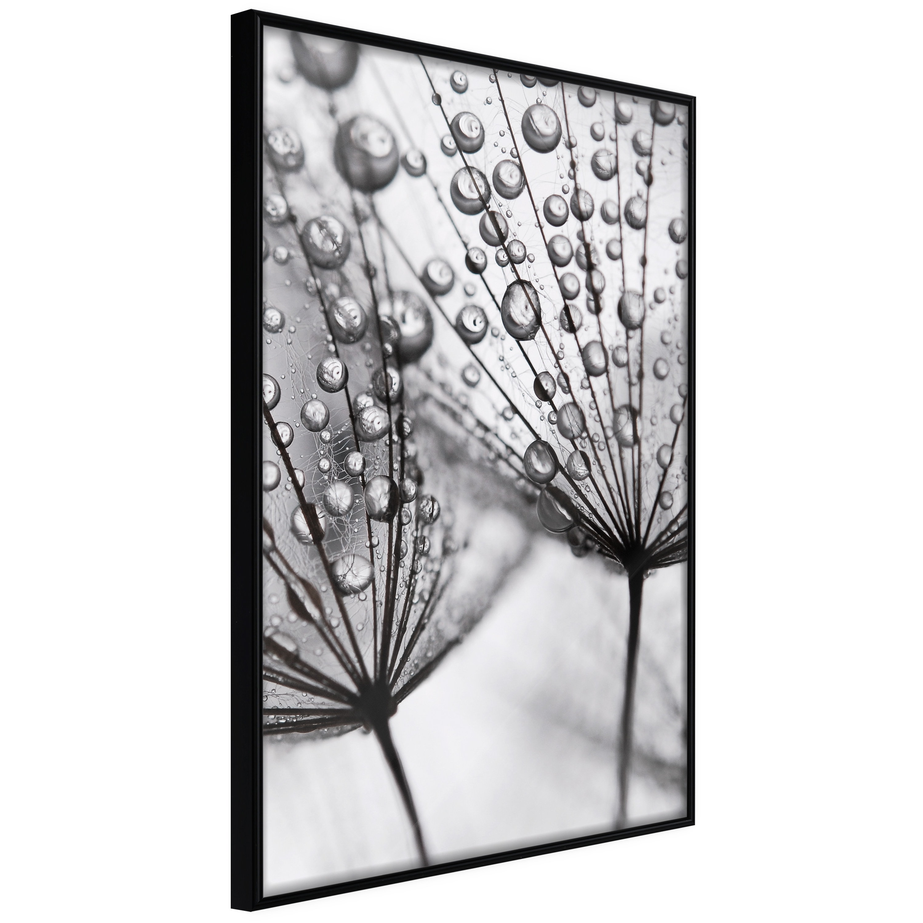 Affisch - Morning Dew [Poster] 20x30 Svart ram, 20x30 cm