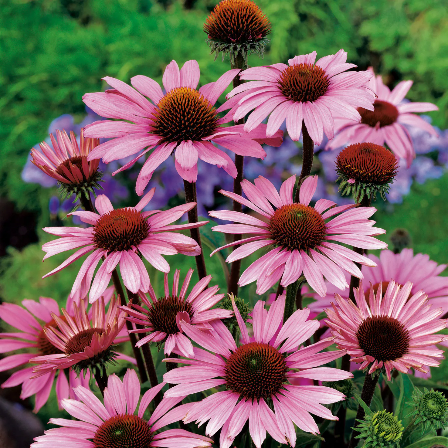 Planta Röd Solhatt Omnia Garden Röd Rudbeckia Magnus
