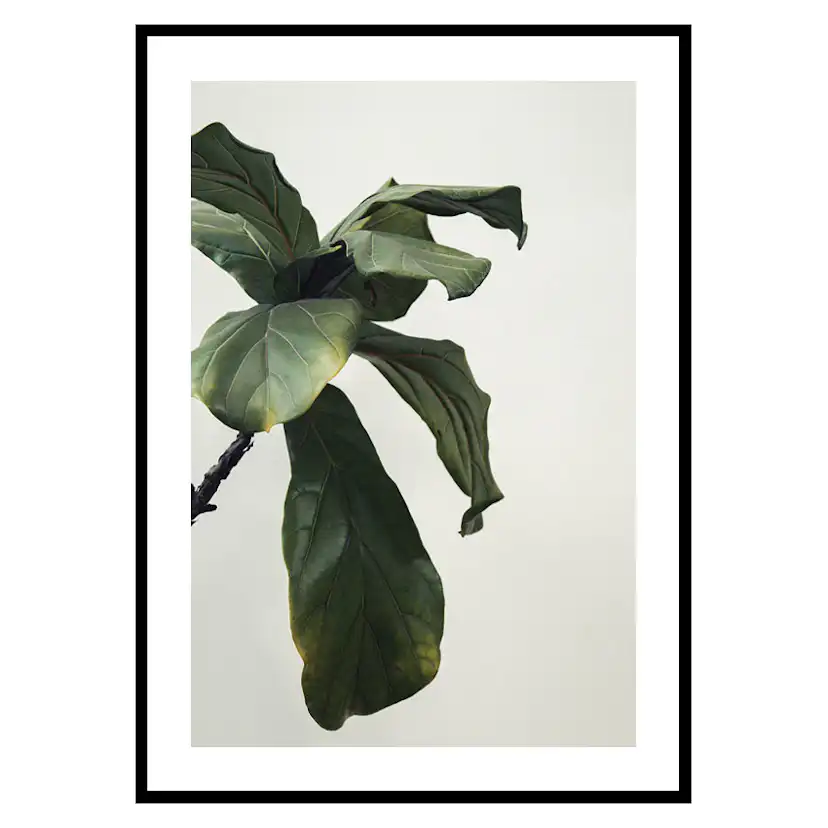 Poster Gallerix Botanical Leaves