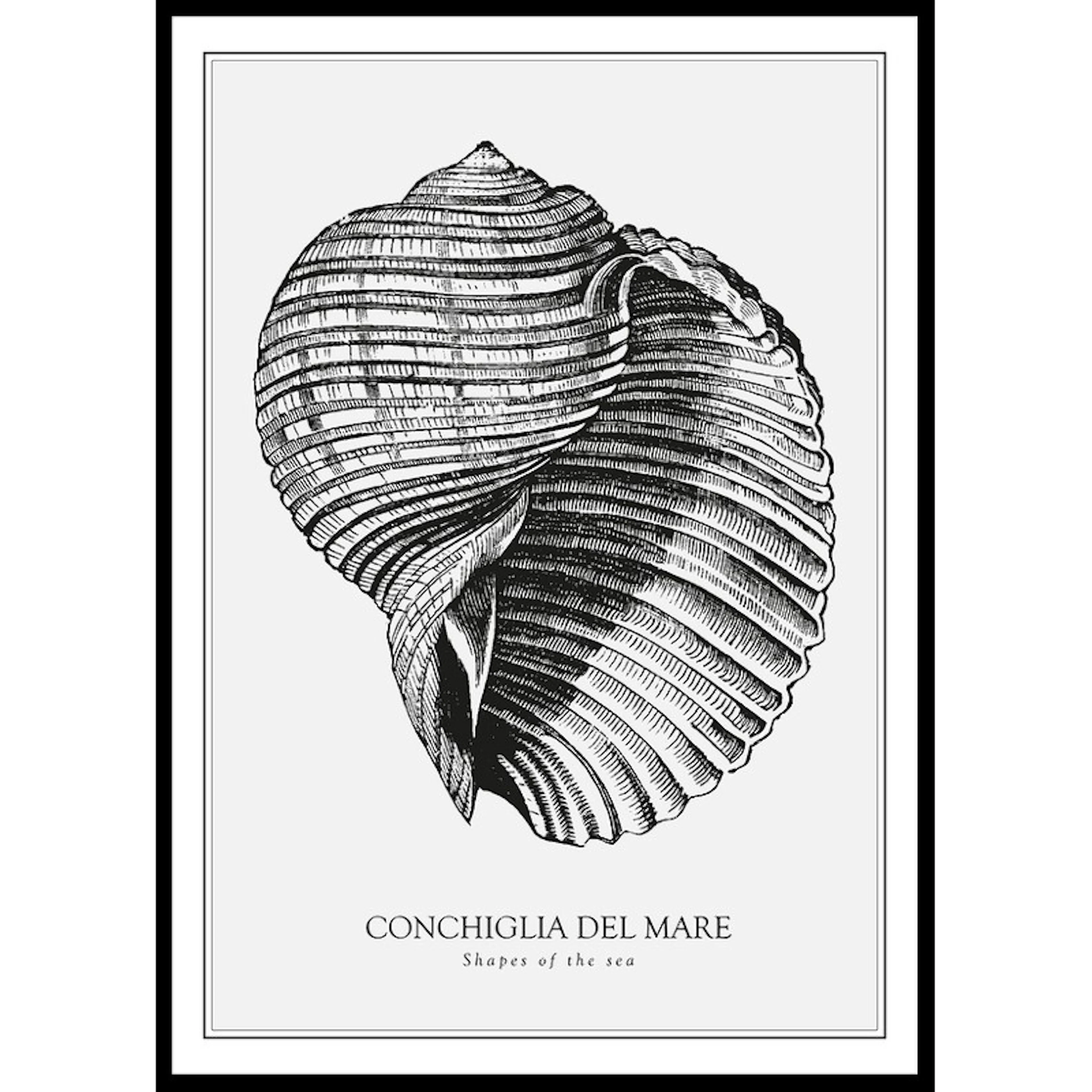 Poster Gallerix Conchiglia Del Mare