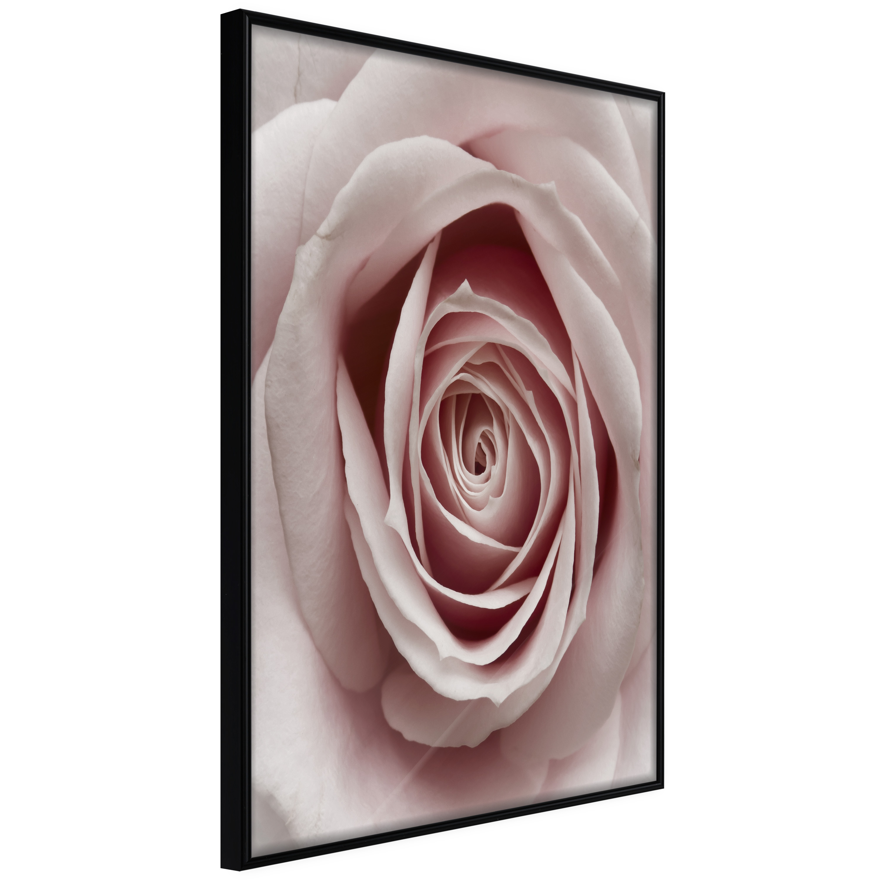 Affisch - Pastel Rose [Poster] 30x45 Svart ram, 30x45 cm